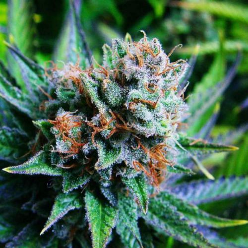 Blue Dream - 5-pack - Feminised - Nirvana Seeds