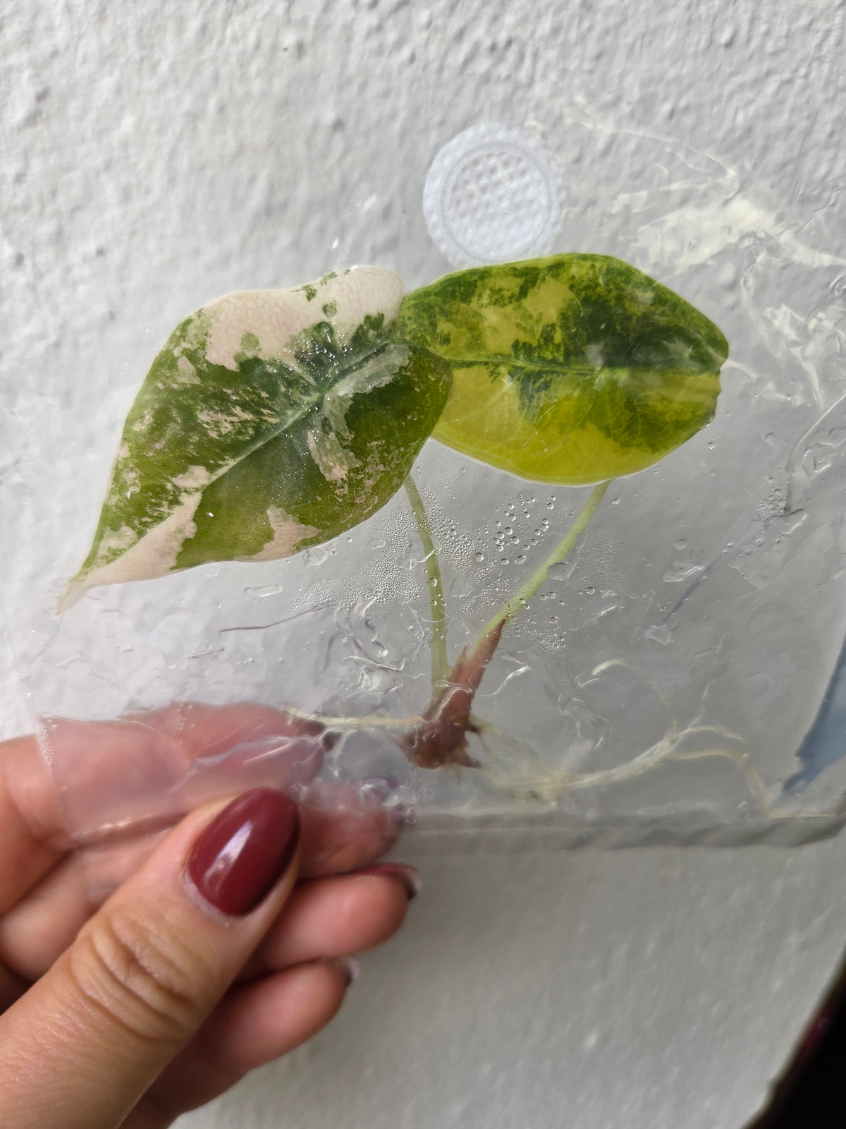 Alocasia Sedenii Variegata - Tissue Culture - TC
