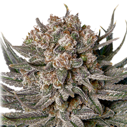 Gorilla Super Glue - 5-pack - Feminised - Super Sativa Seed Club