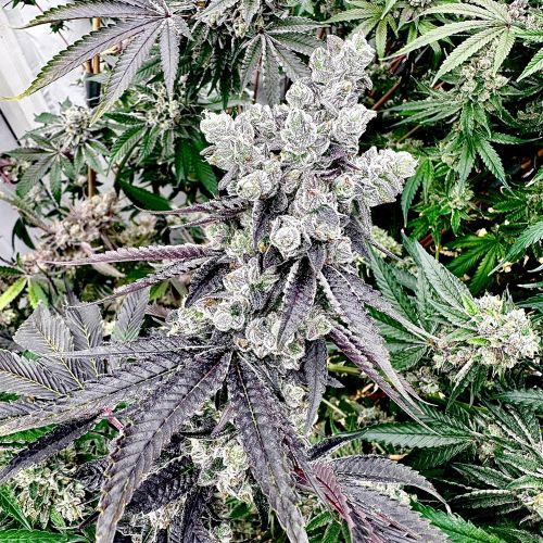 Grape Gary - 6-pack - Feminised - Exotic Genetix