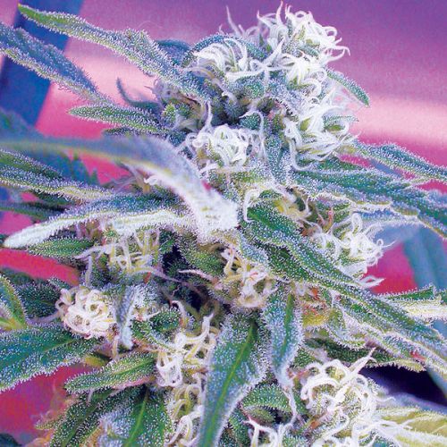 OG Kush - Feminised - Royal Queen Seeds