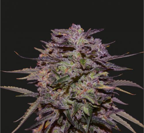 Purple Russian Express - 5PACK - Feminised - Kalashnikov Seeds