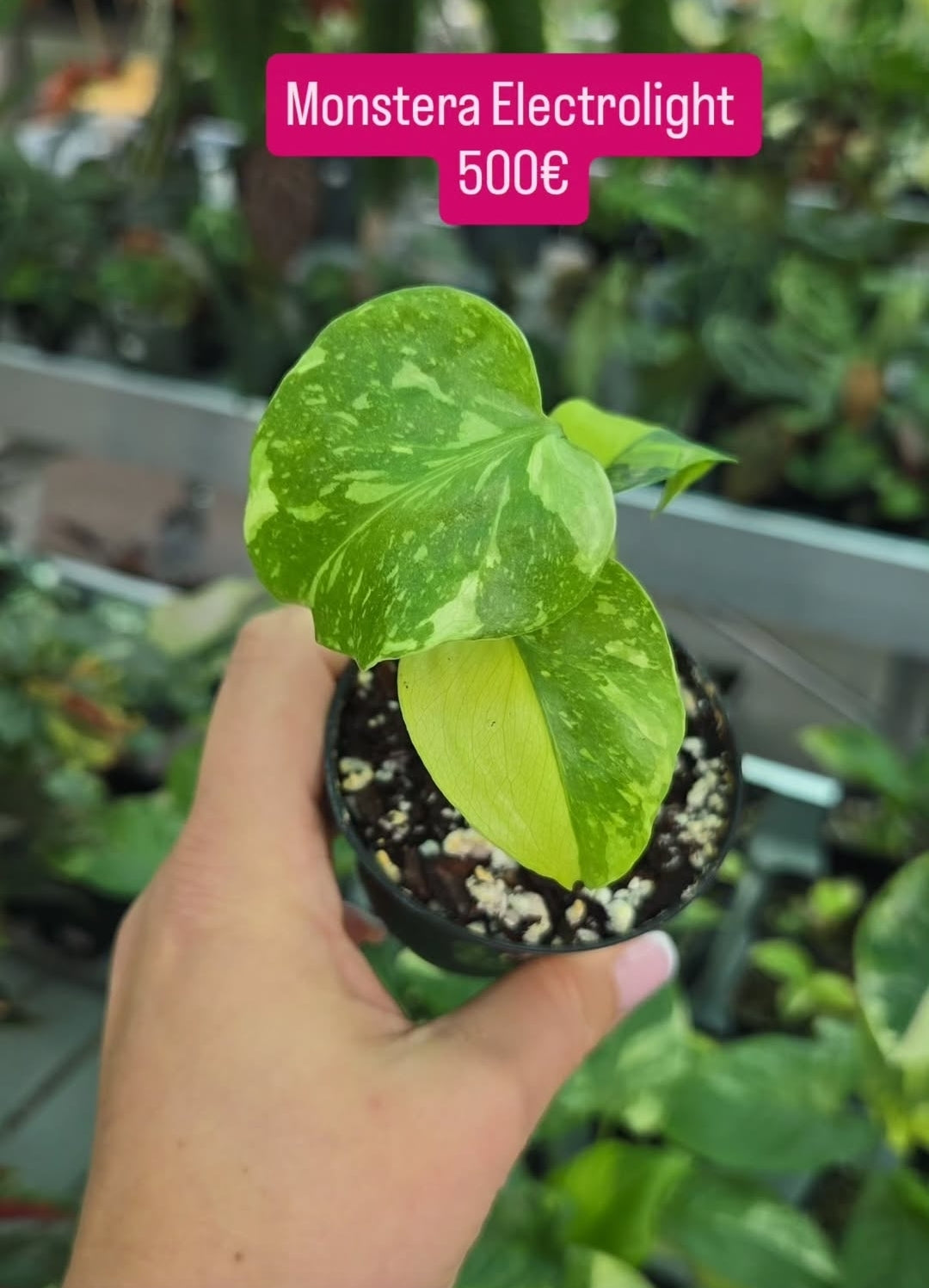 Monstera Electrolight
