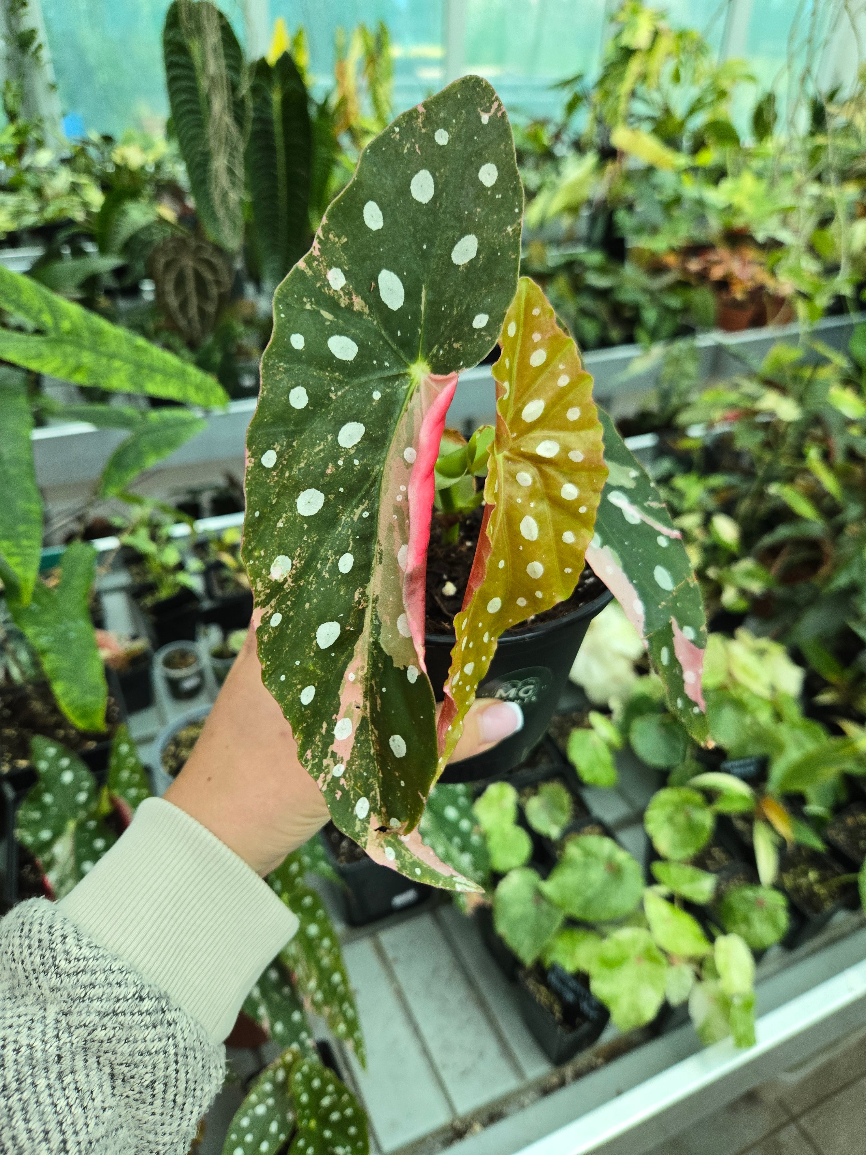 Begonia Maculata Pink
