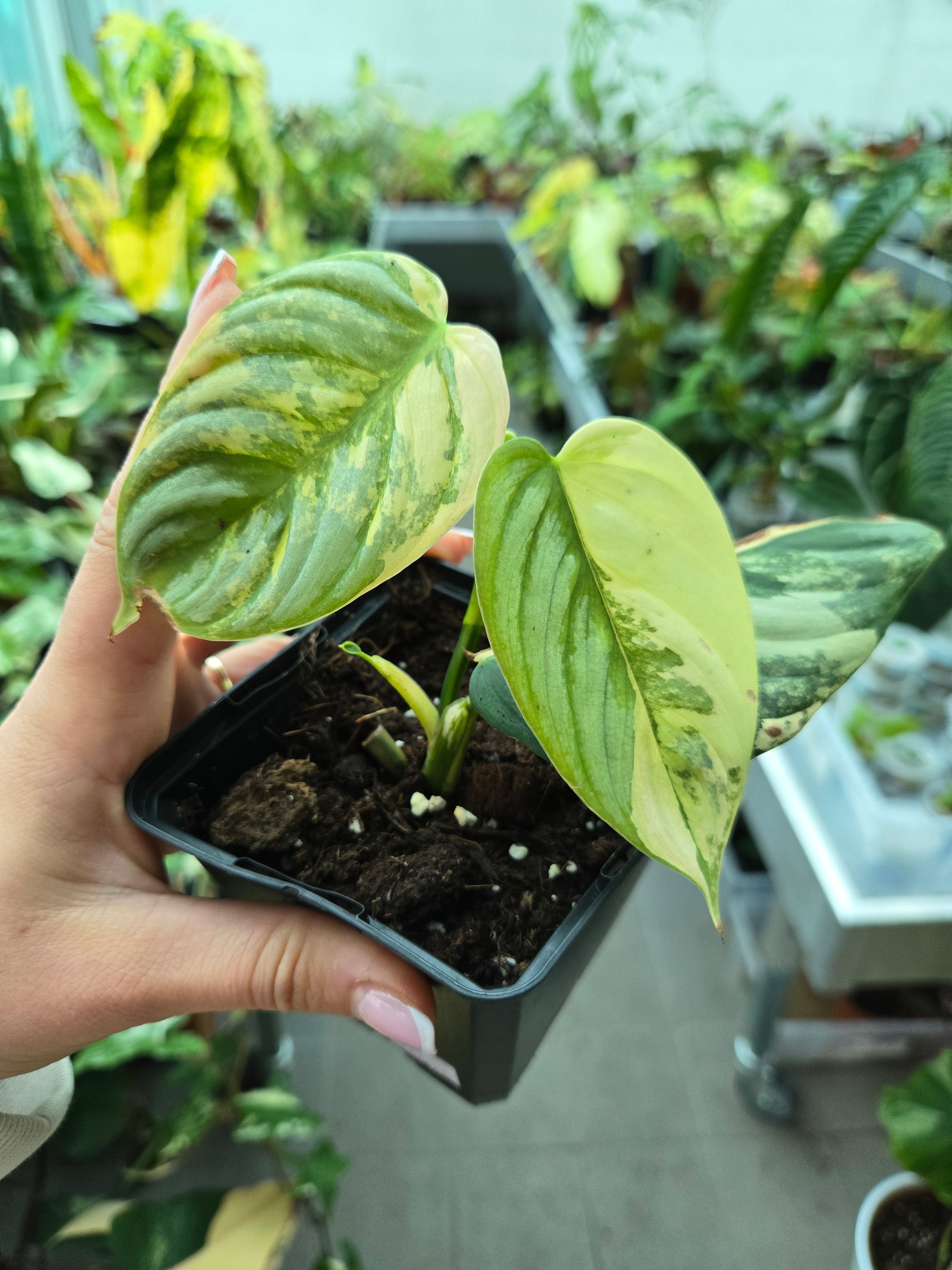 Philodendron Brandtianum Variegata