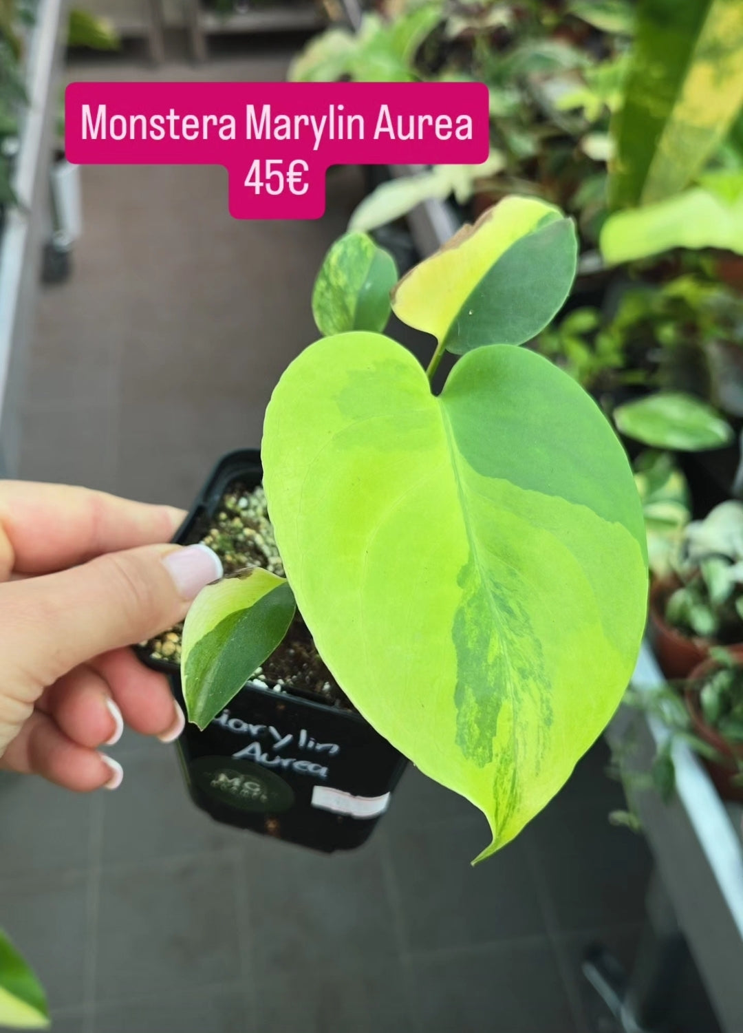 Monstera Marylin Aurea