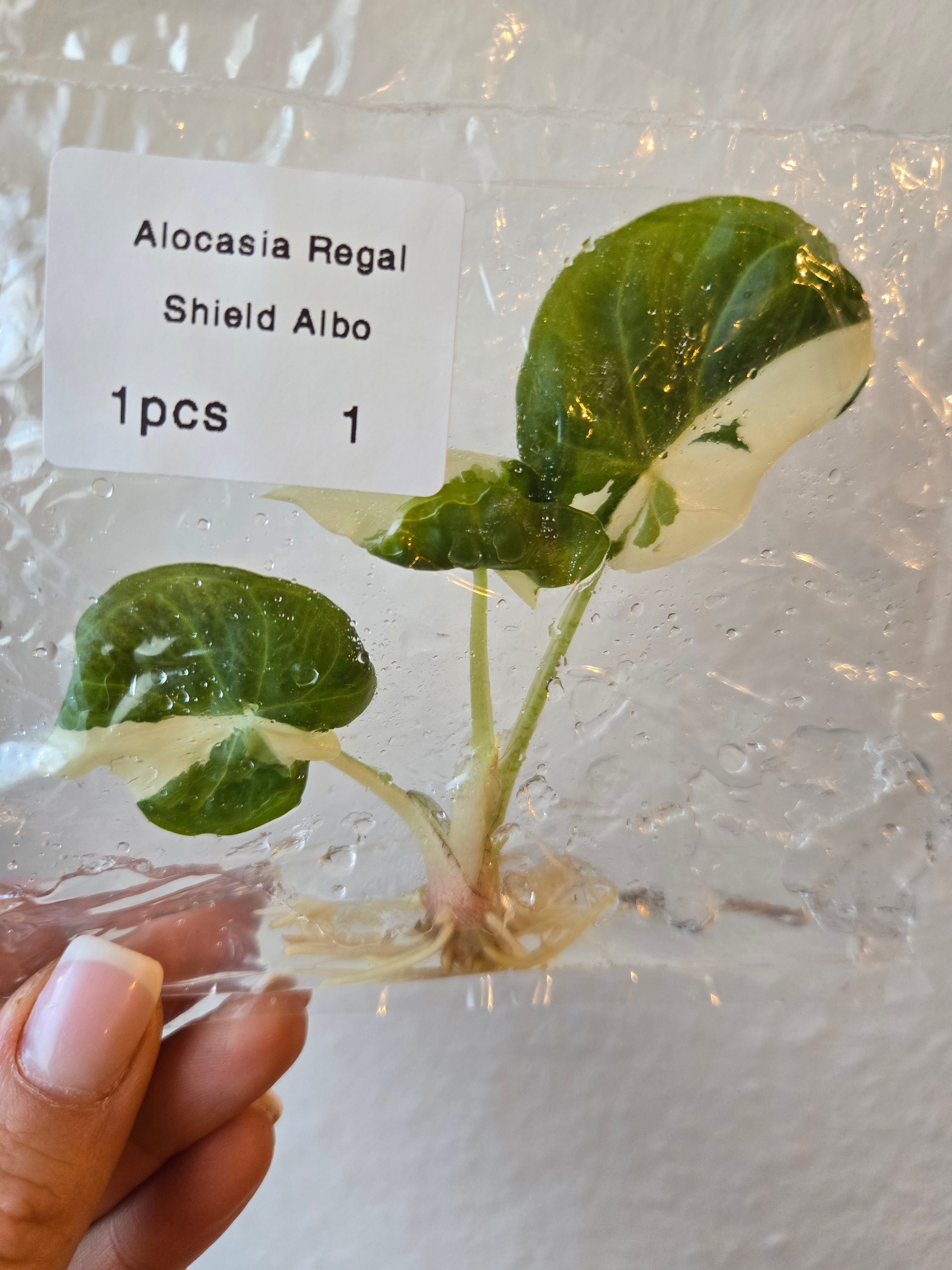 Alocasia Regale Shield Albo