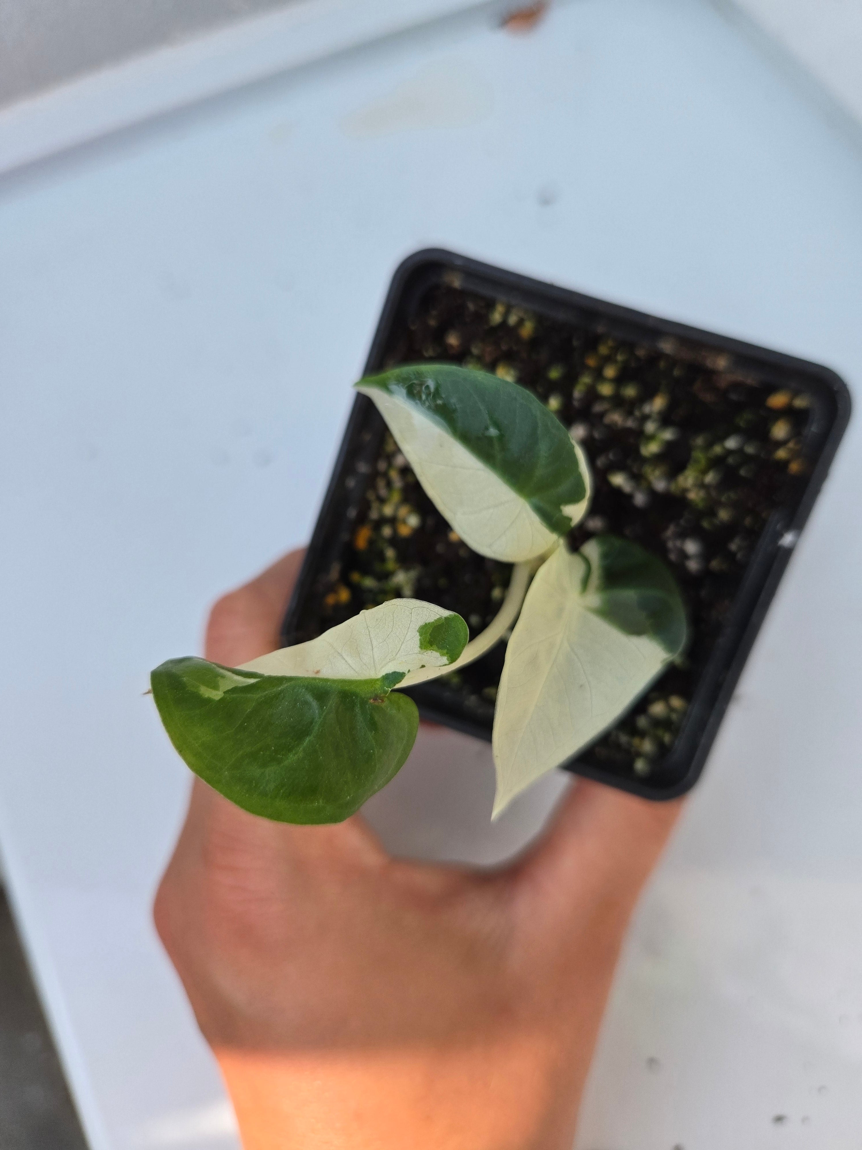 Alocasia Regale Shield Albo