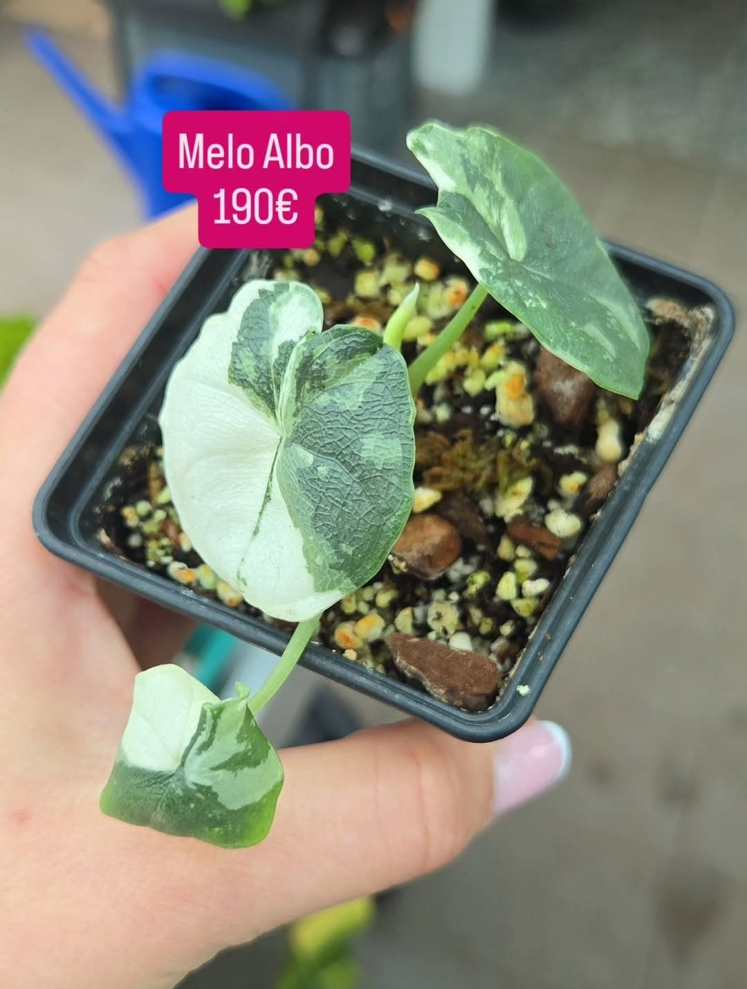 Melo albo