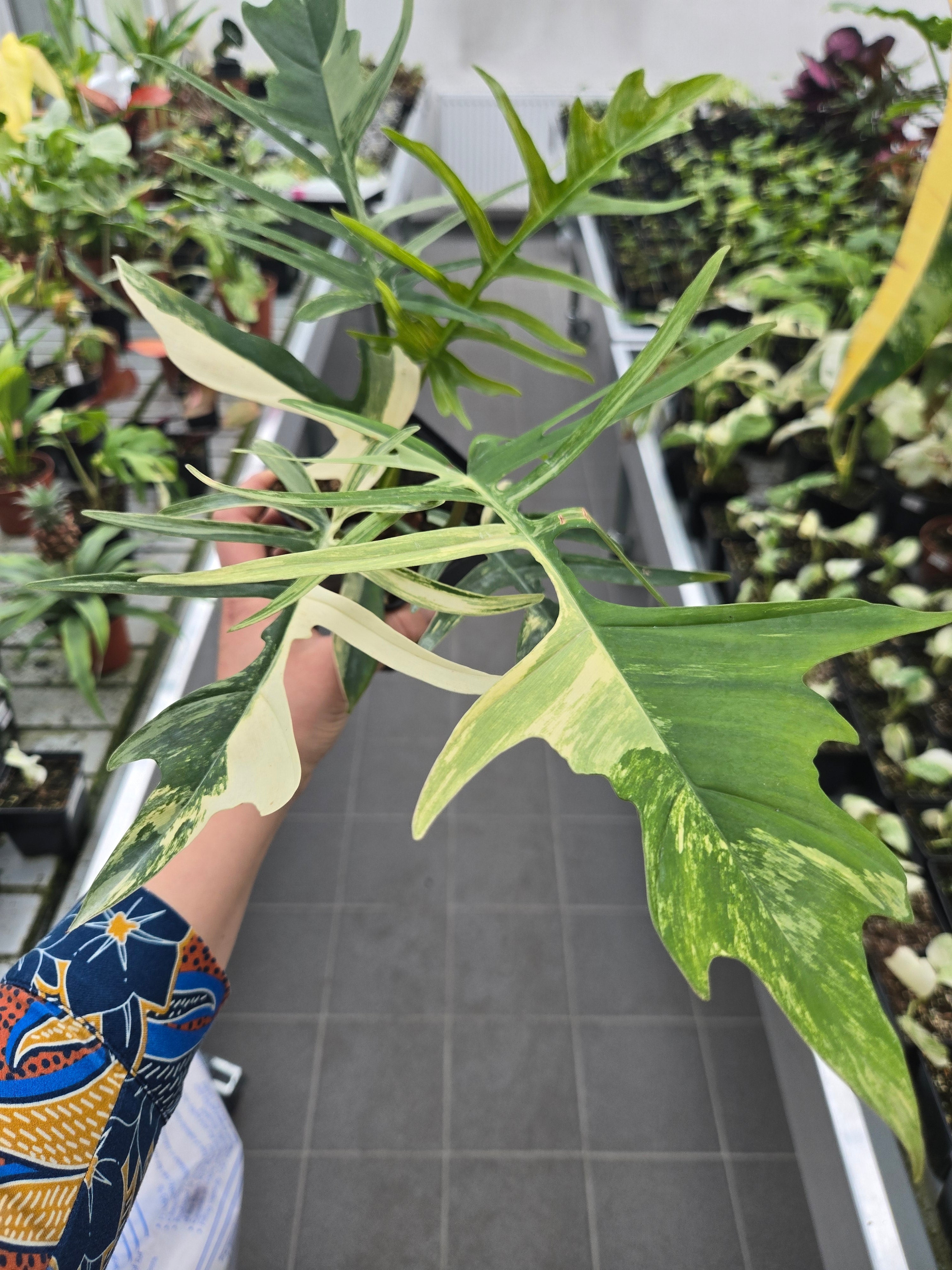 Philodendron Florida Beauty x Mayoi