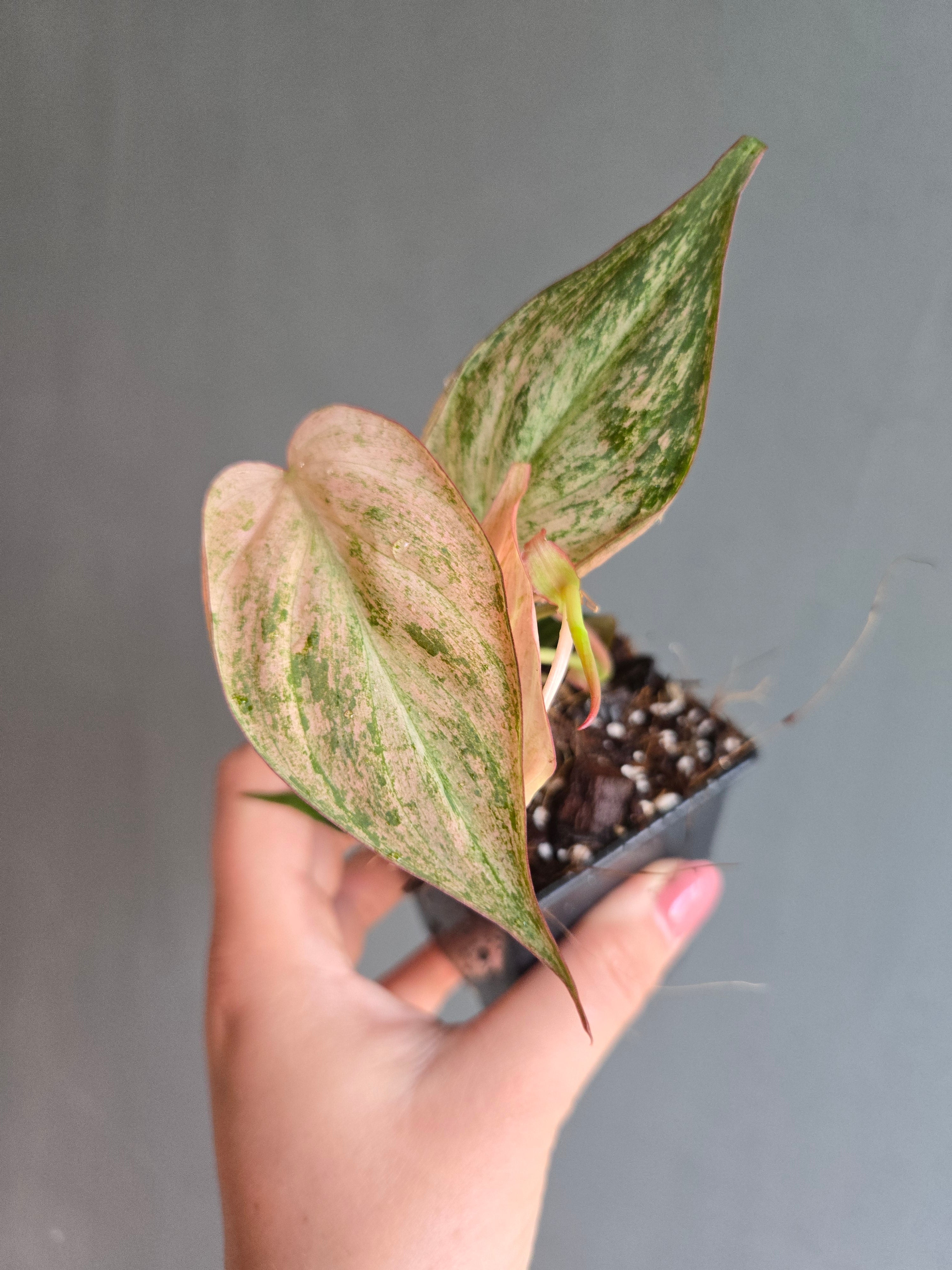 Philodendron Micans Mint Marble Variegated