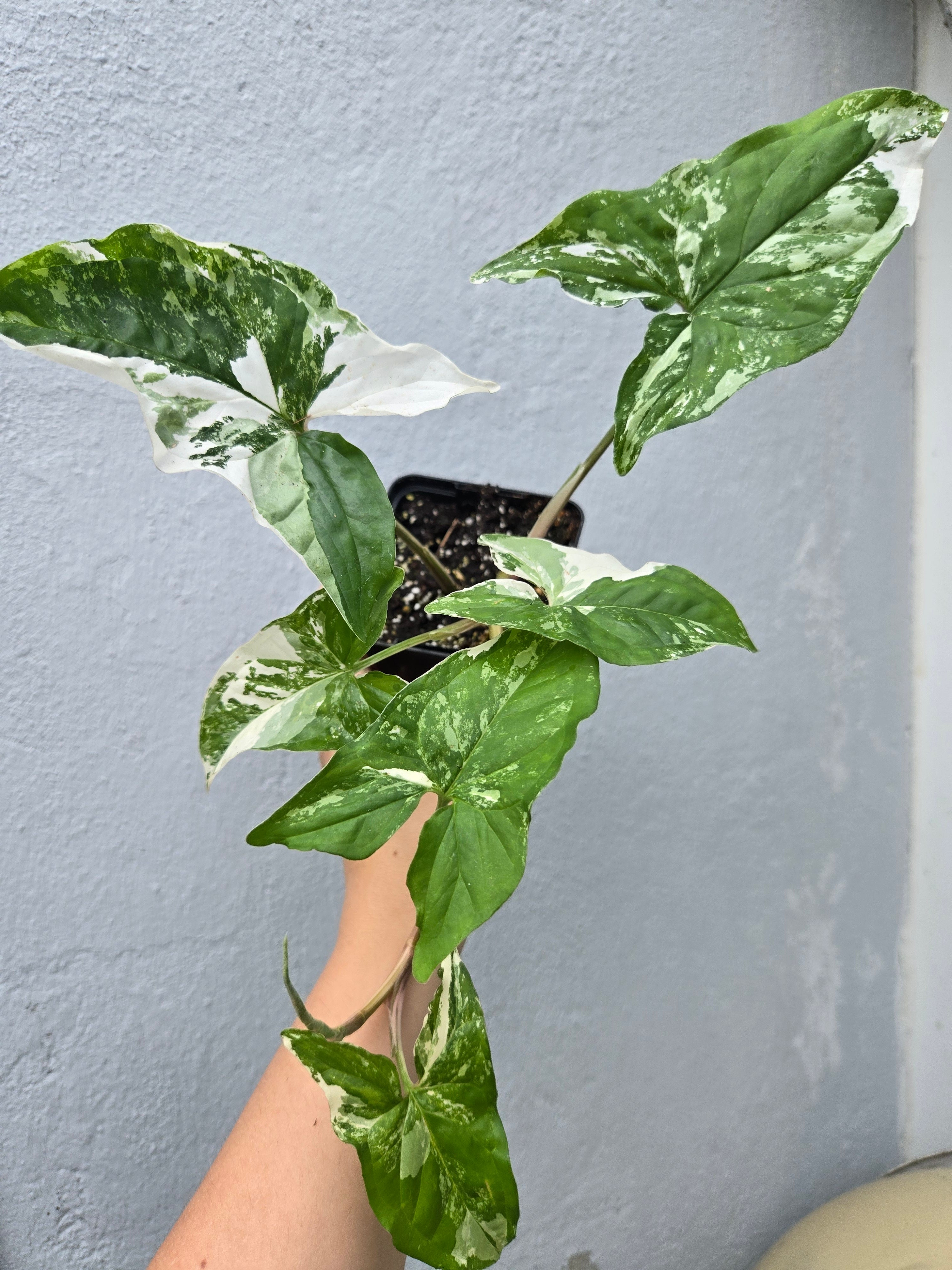 Syngonium Albo