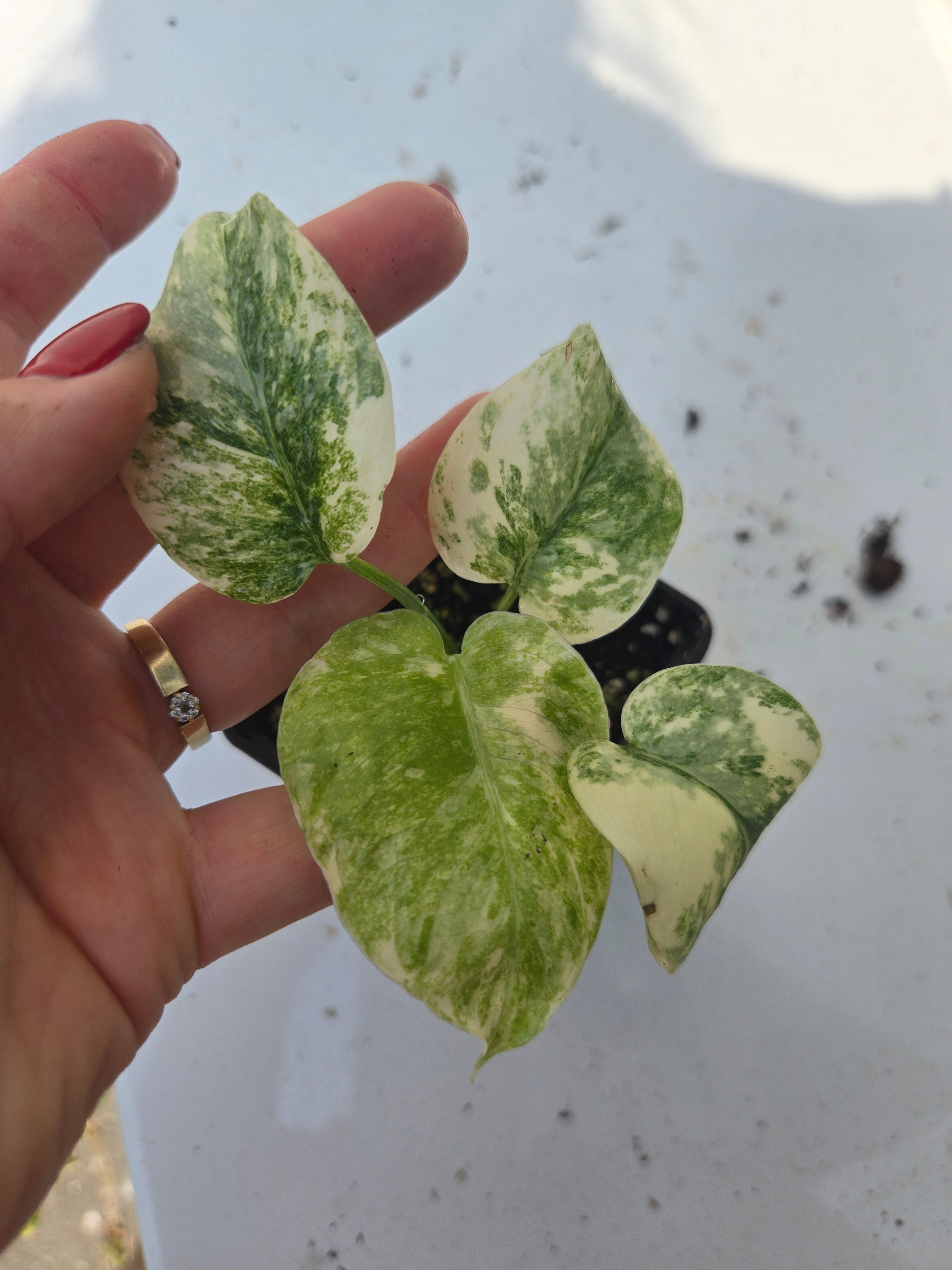 Monstera Legacy
