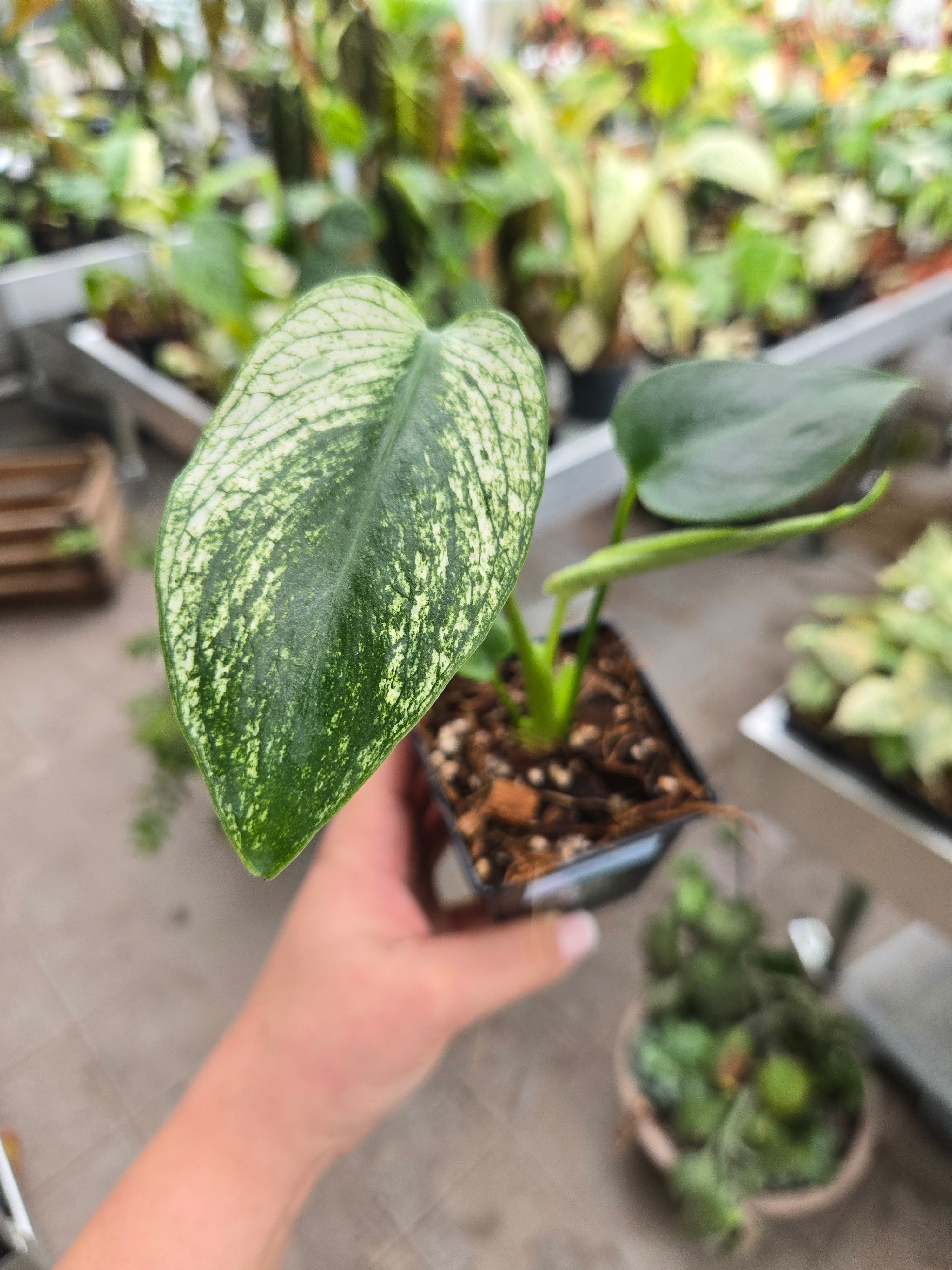 Monstera Devil Monster