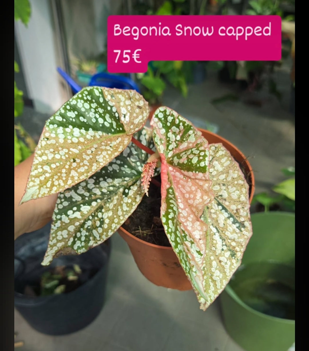 Begonia Packet