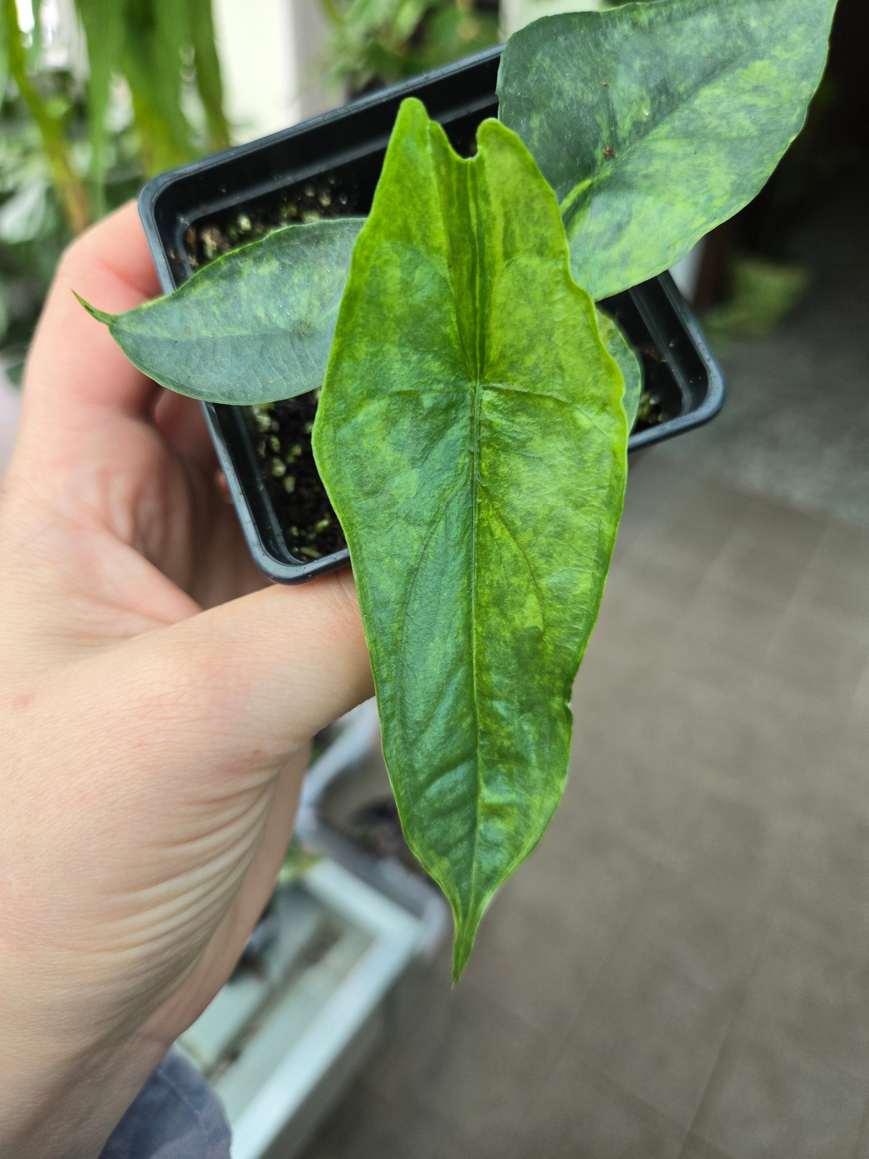 Alocasia Dragon Breath Aurea – MG Plants
