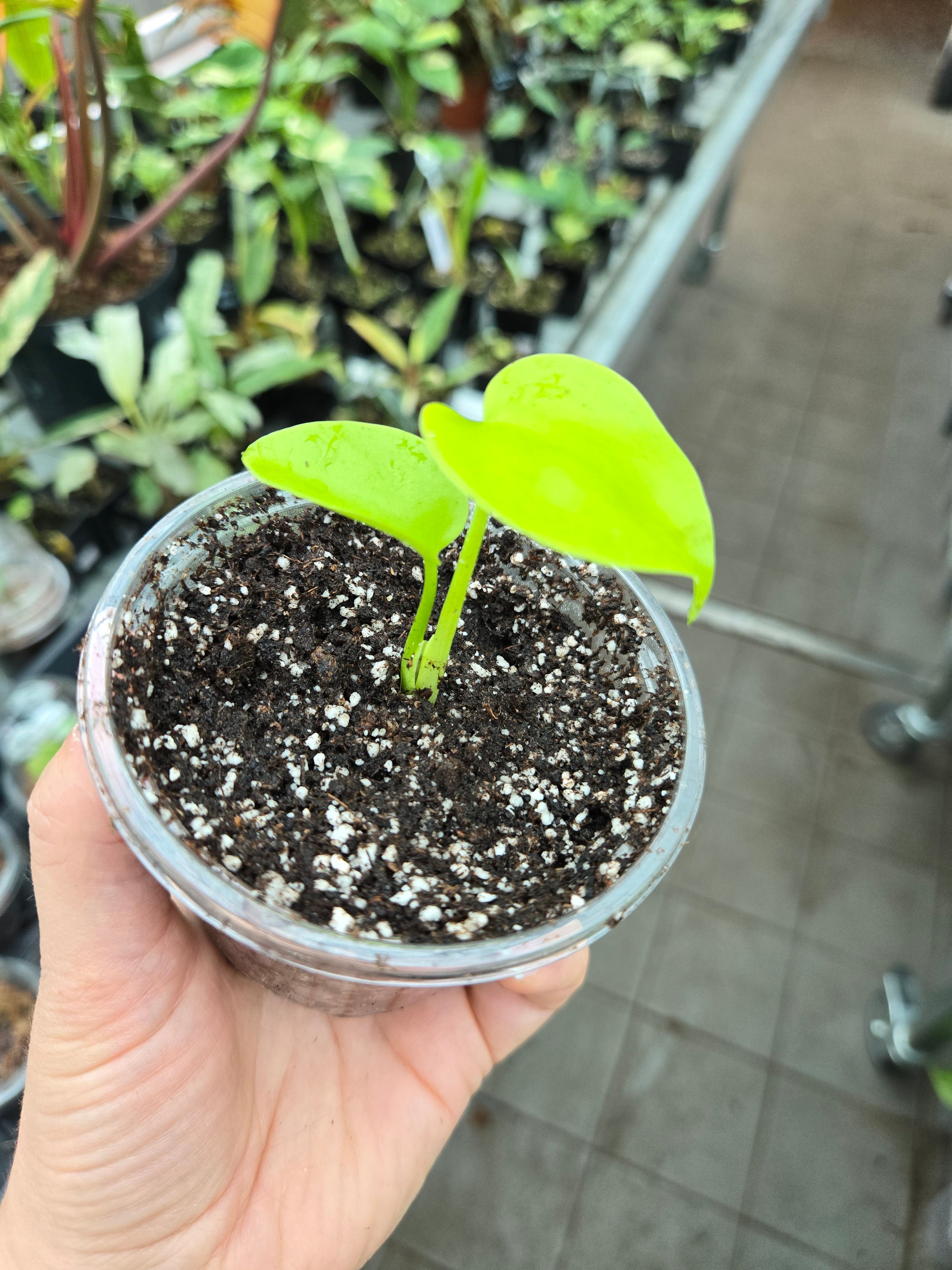 Monstera Lemon Lime