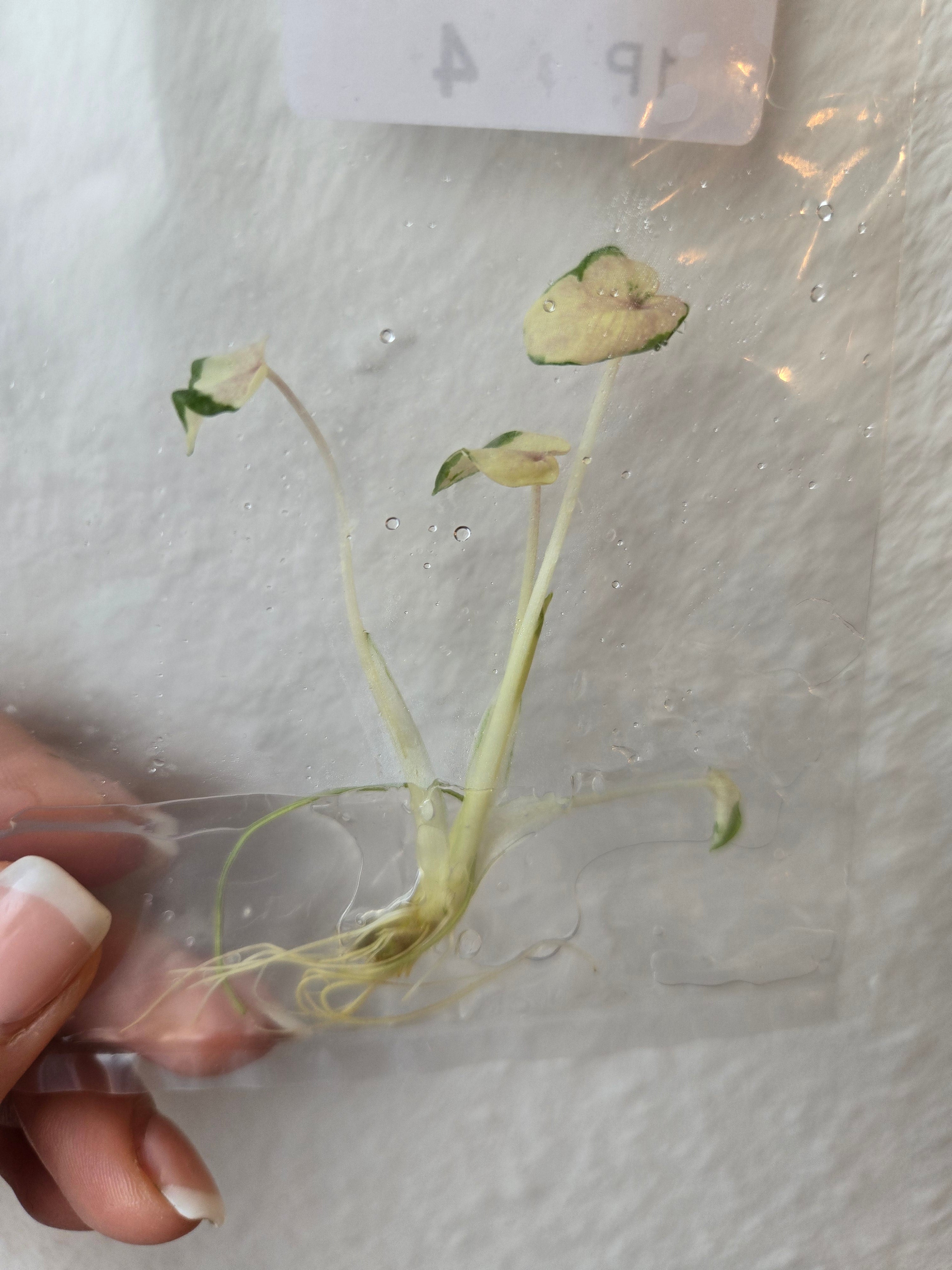 Siam Robi Colocasia Siam Ruby – MG Plants