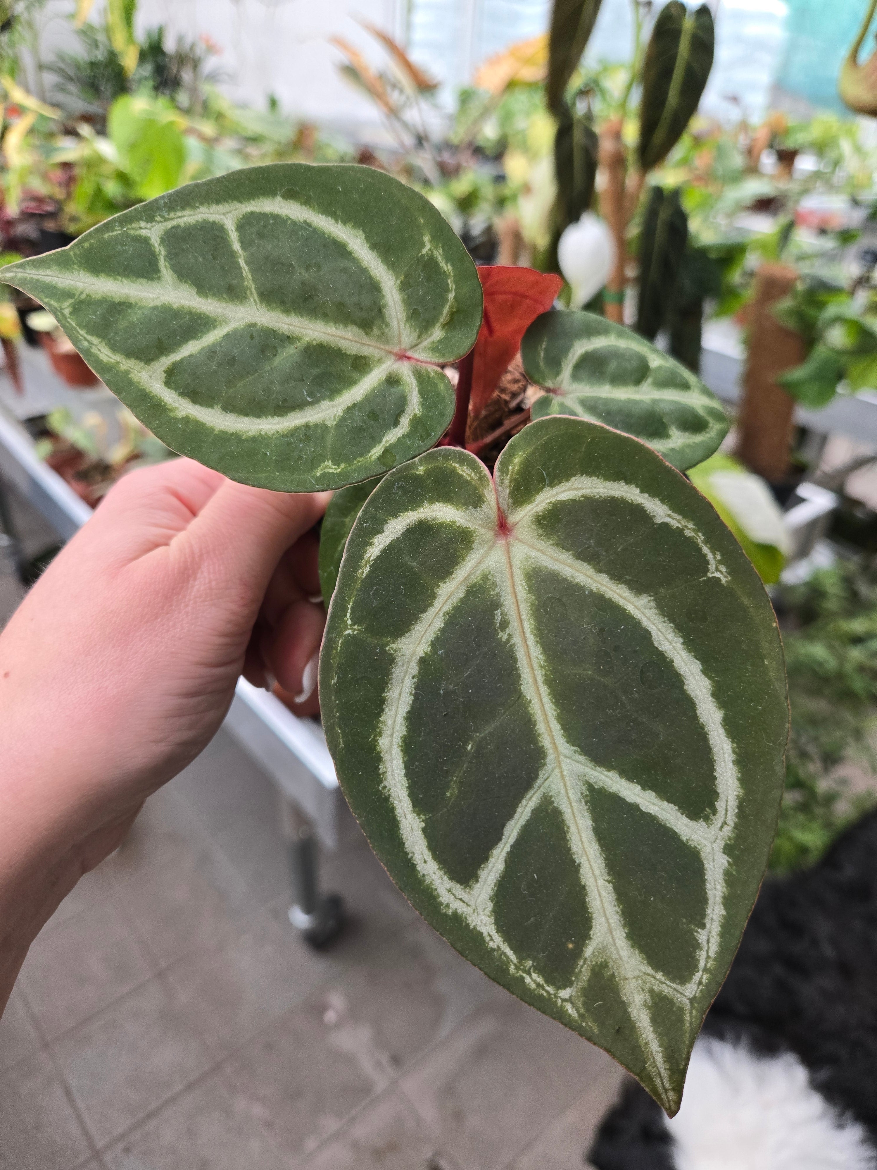Anthurium KOS HU x Red Crystallinum