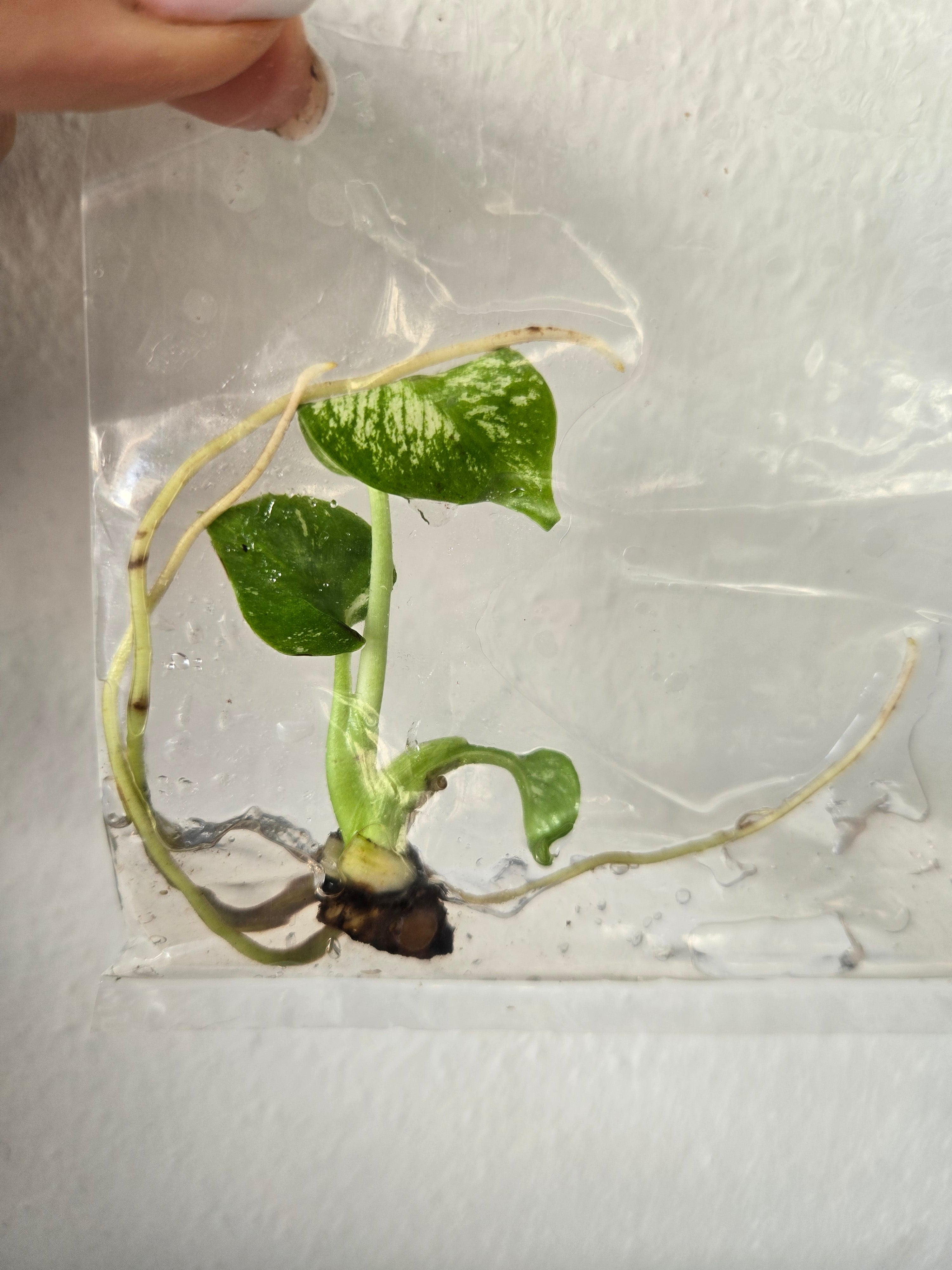 Monstera Devil Monster - TC Tissue Culture – MG Plants