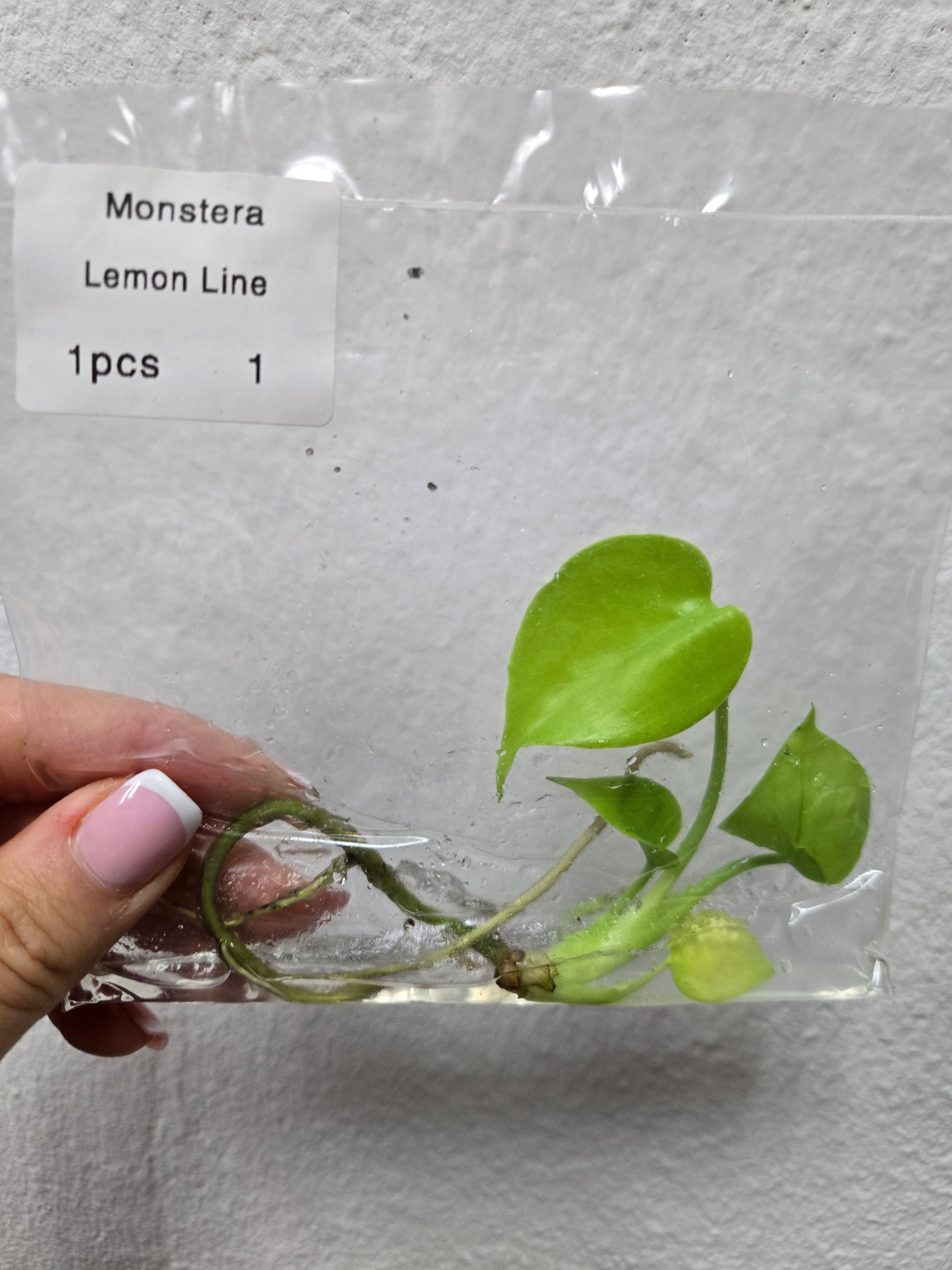 Monstera Lemon Lime - TC -