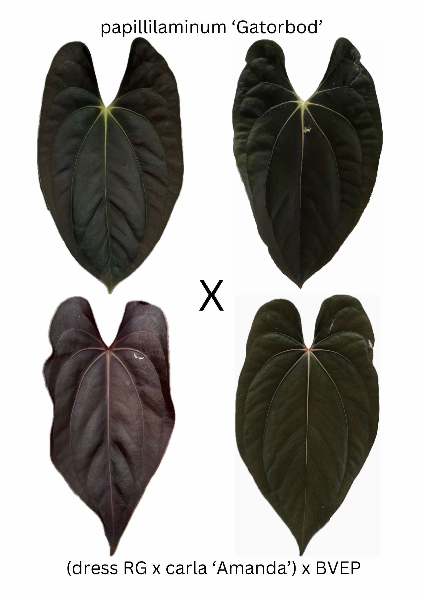 Anthurium Papillilaminum 'Gatorbod' x (dress RG x Carla 'Amanda') x BVEP -gekeimter Samen