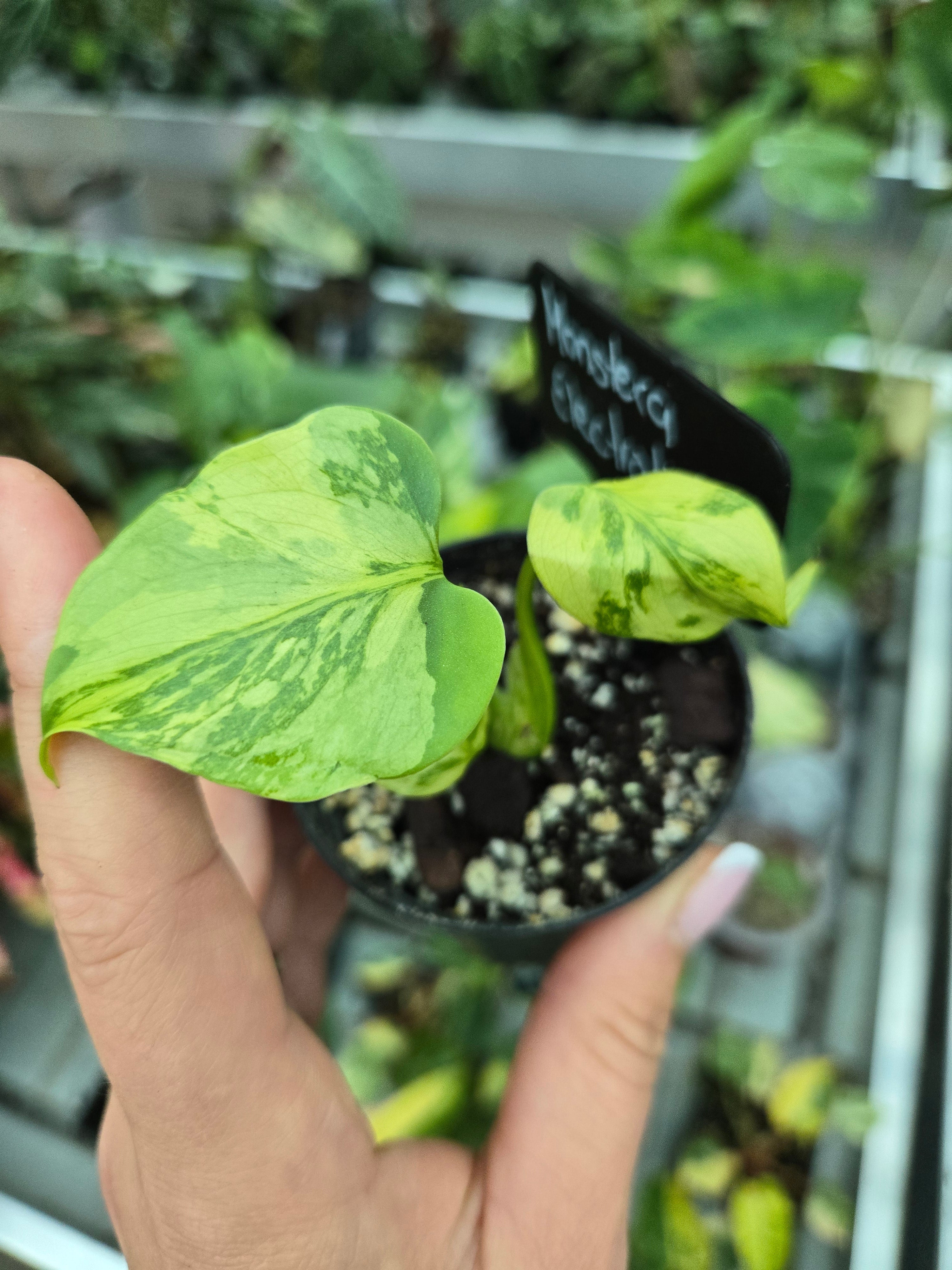 Monstera Electrolight