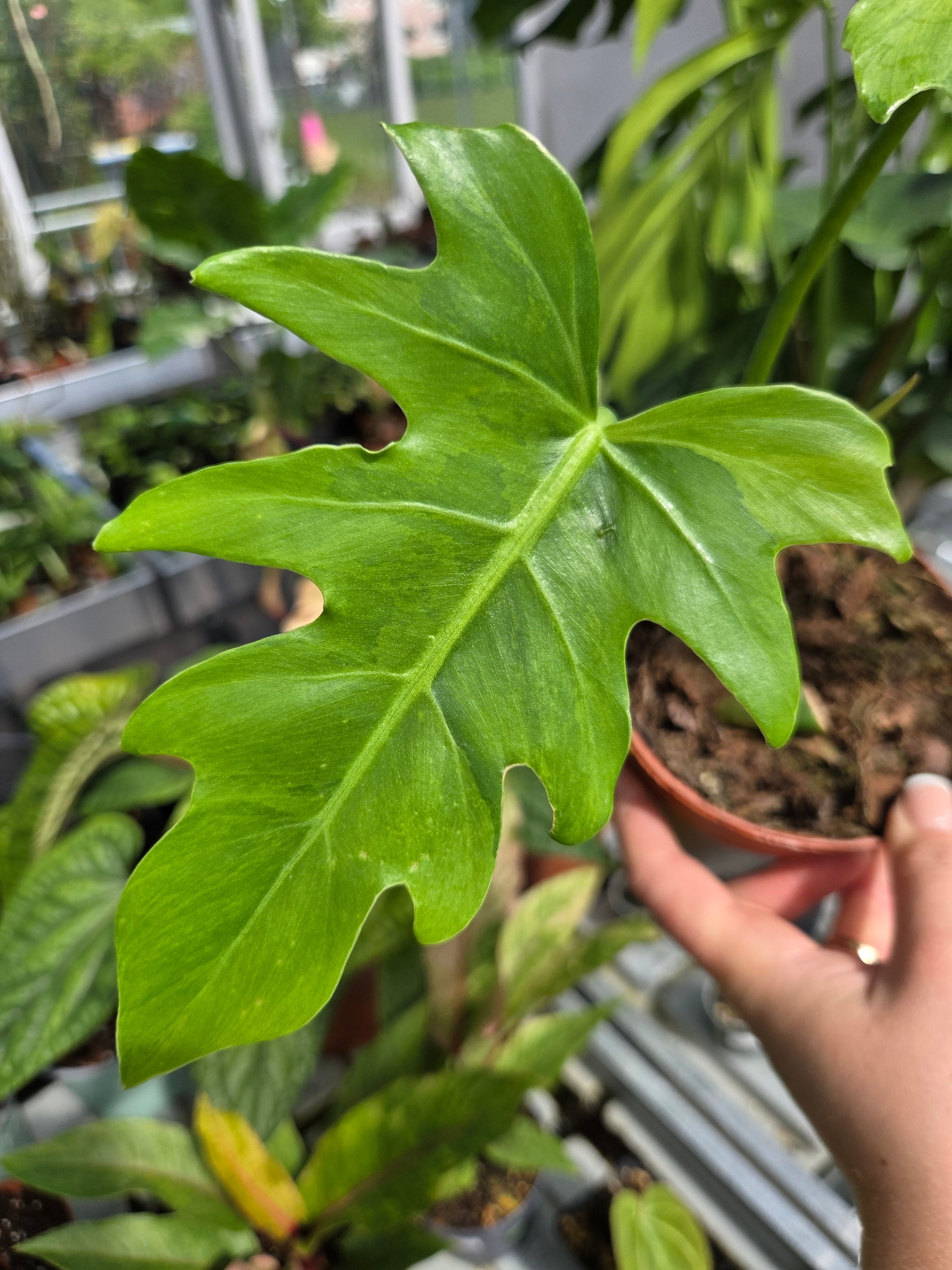 Philodendron Radiatum Variegata