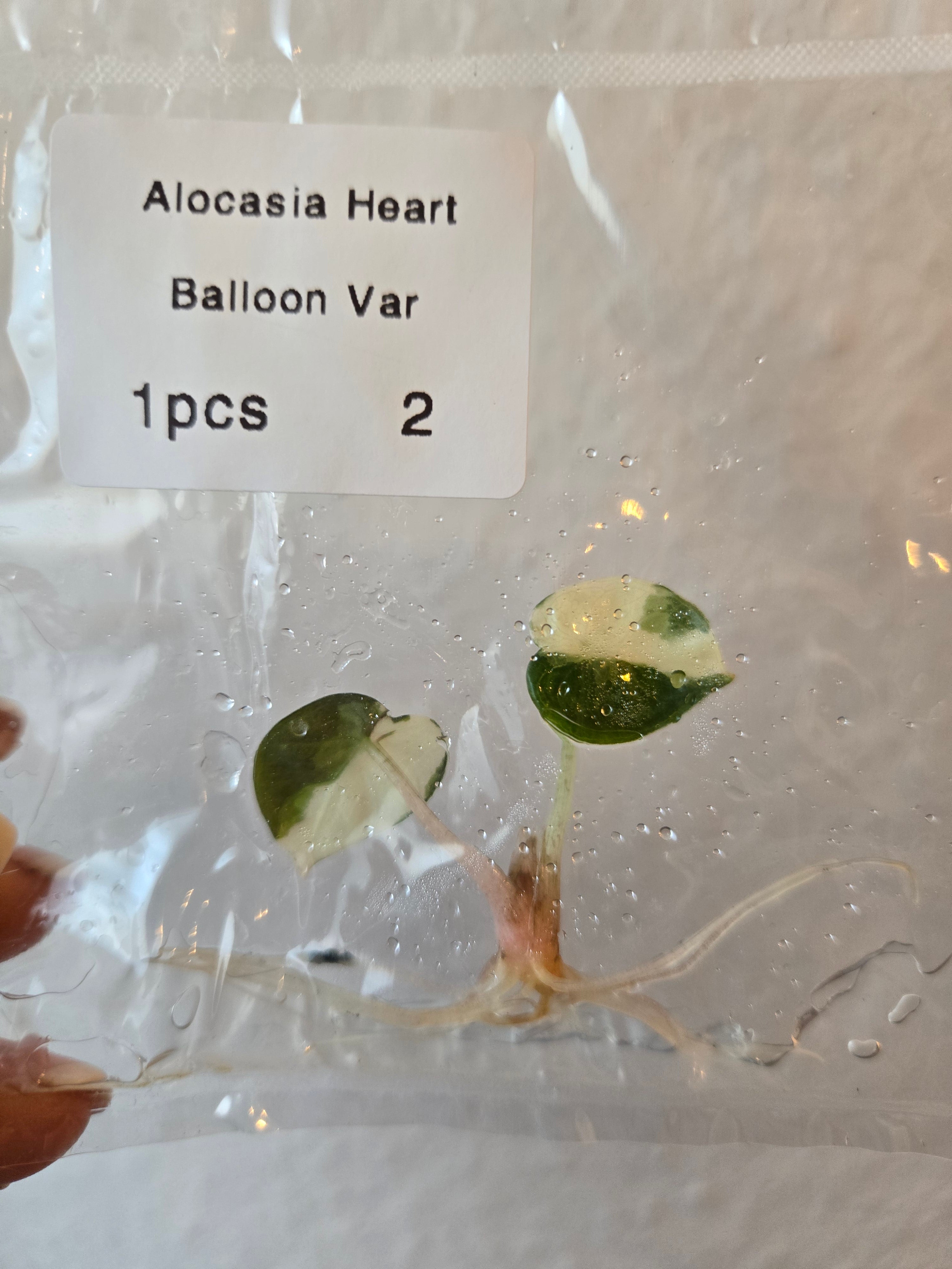 Alocasia Heart Balloon Variegated- Tissue Culture (TC)