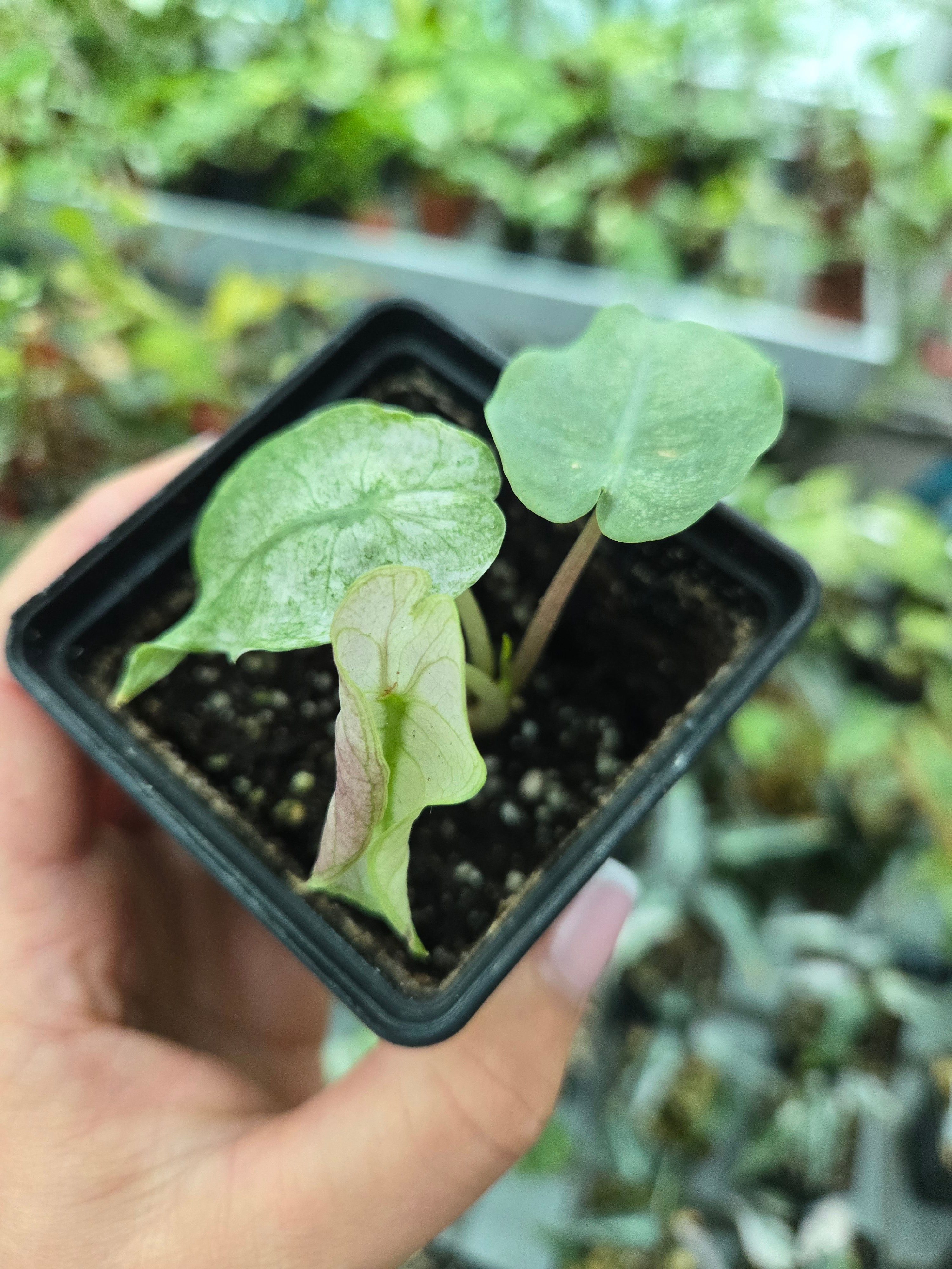 Alocasia Pink Dragon Variegata