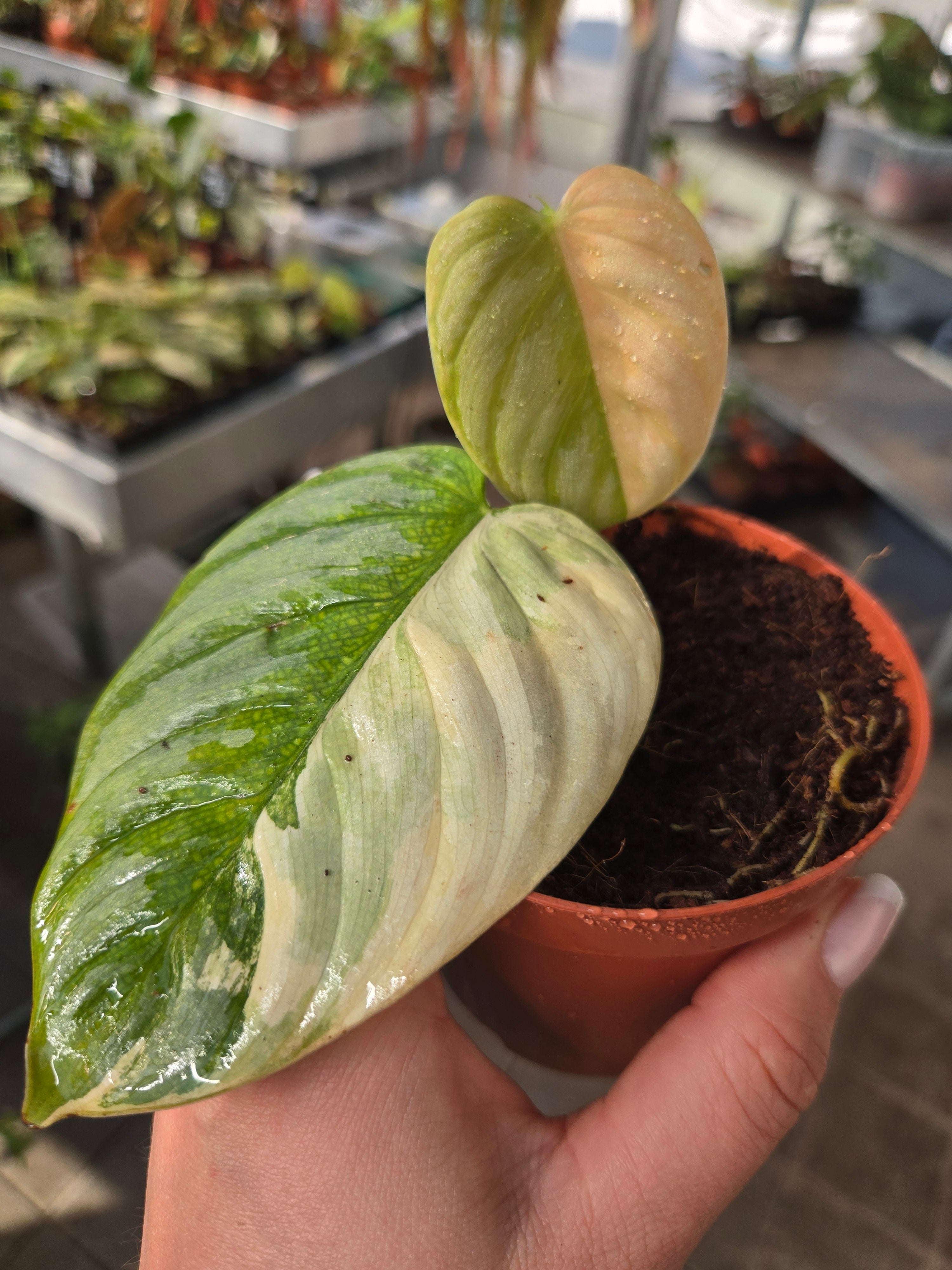 Philodendron Brandtianum Albo