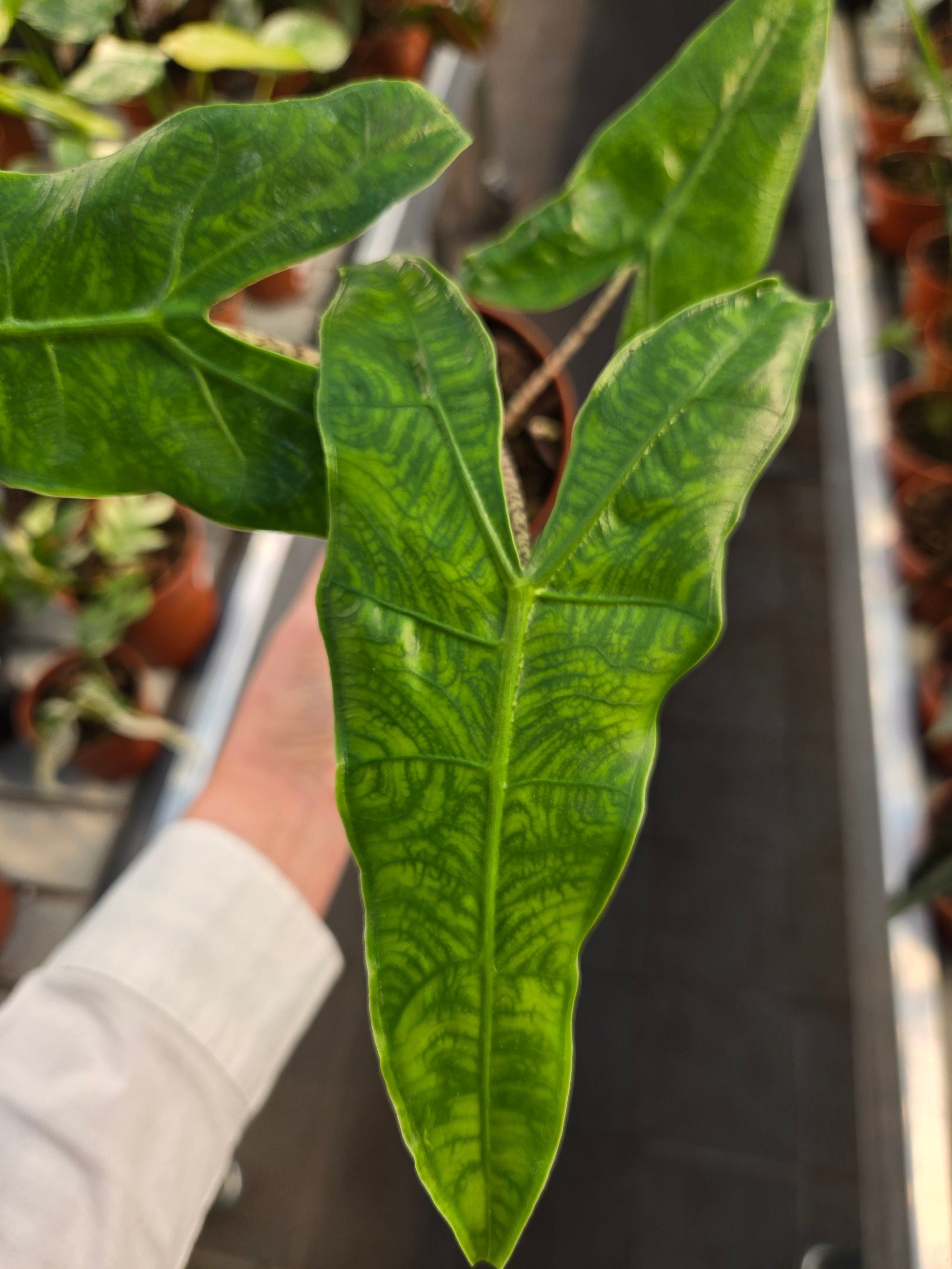 Alocasia Reticulata