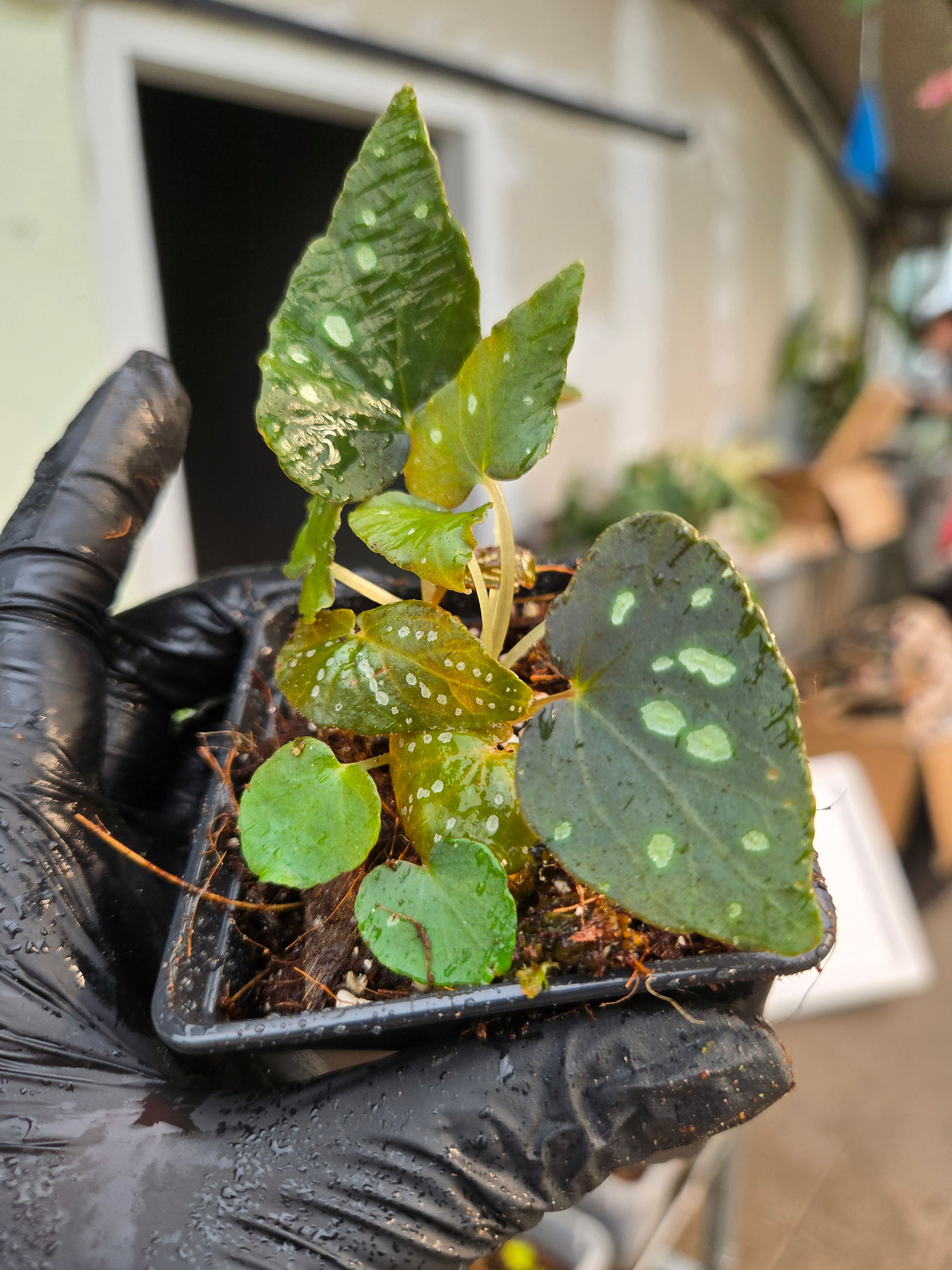 Begonia Pandora