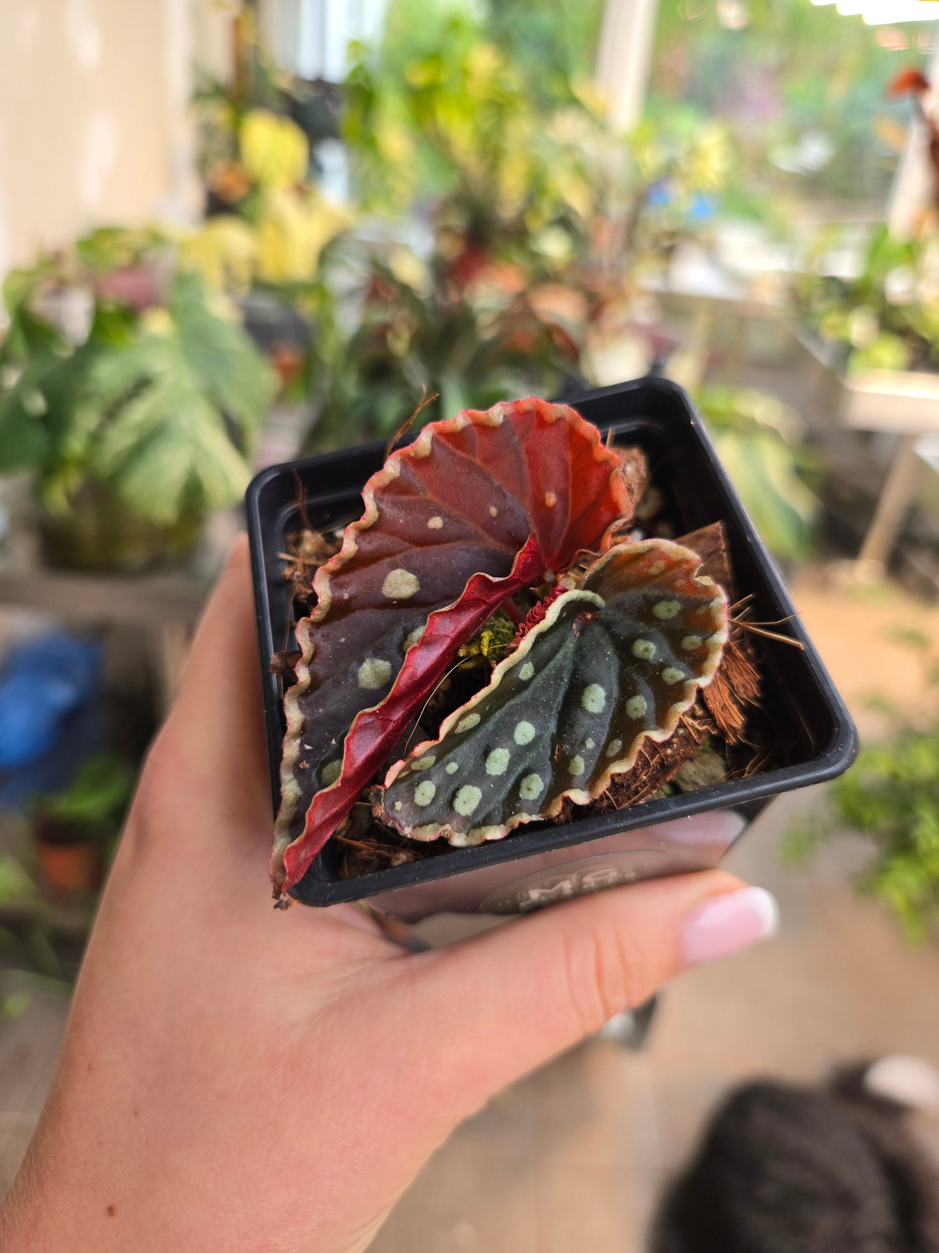 Begonia Firefly