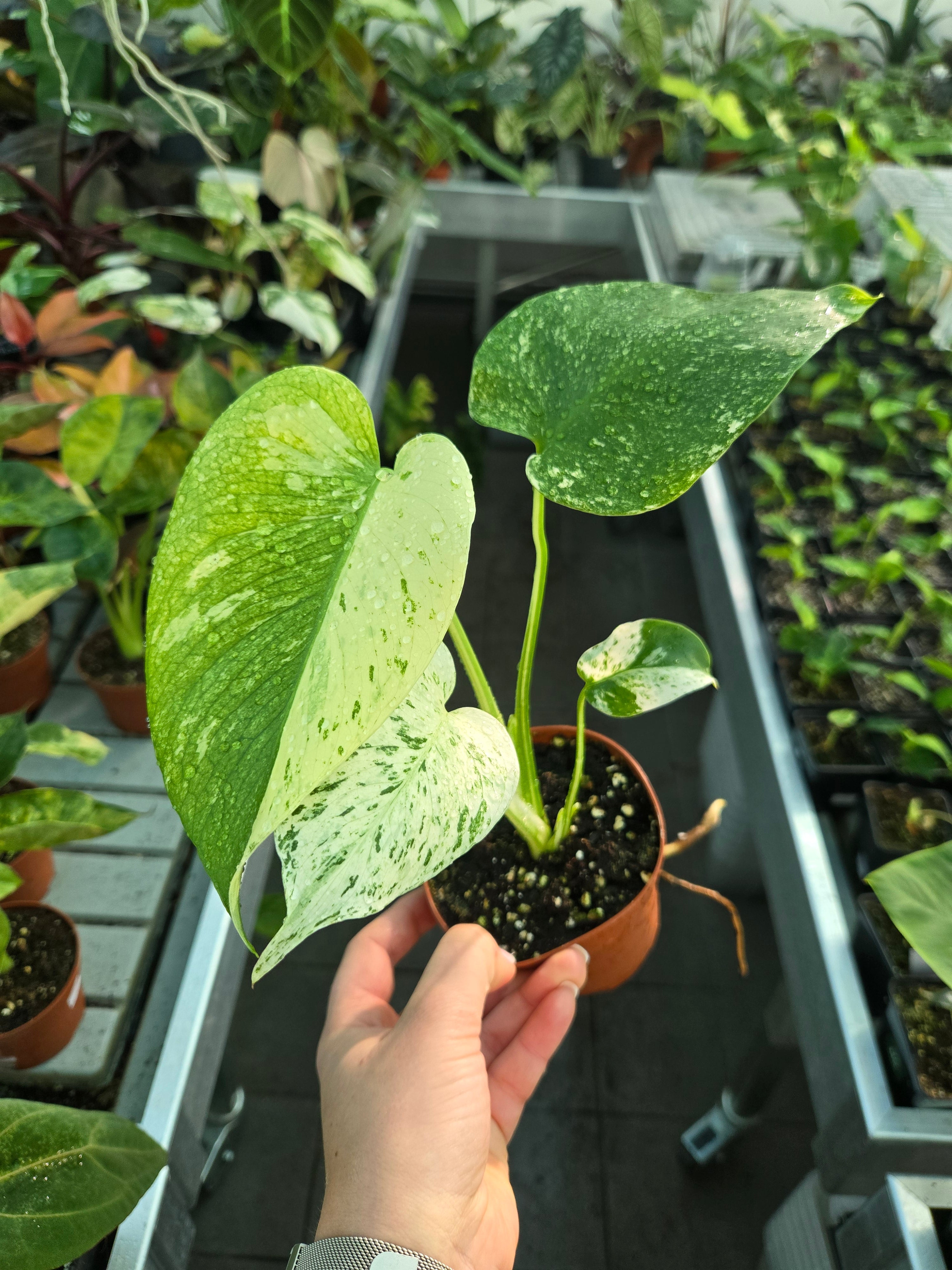 Monstera White Monster