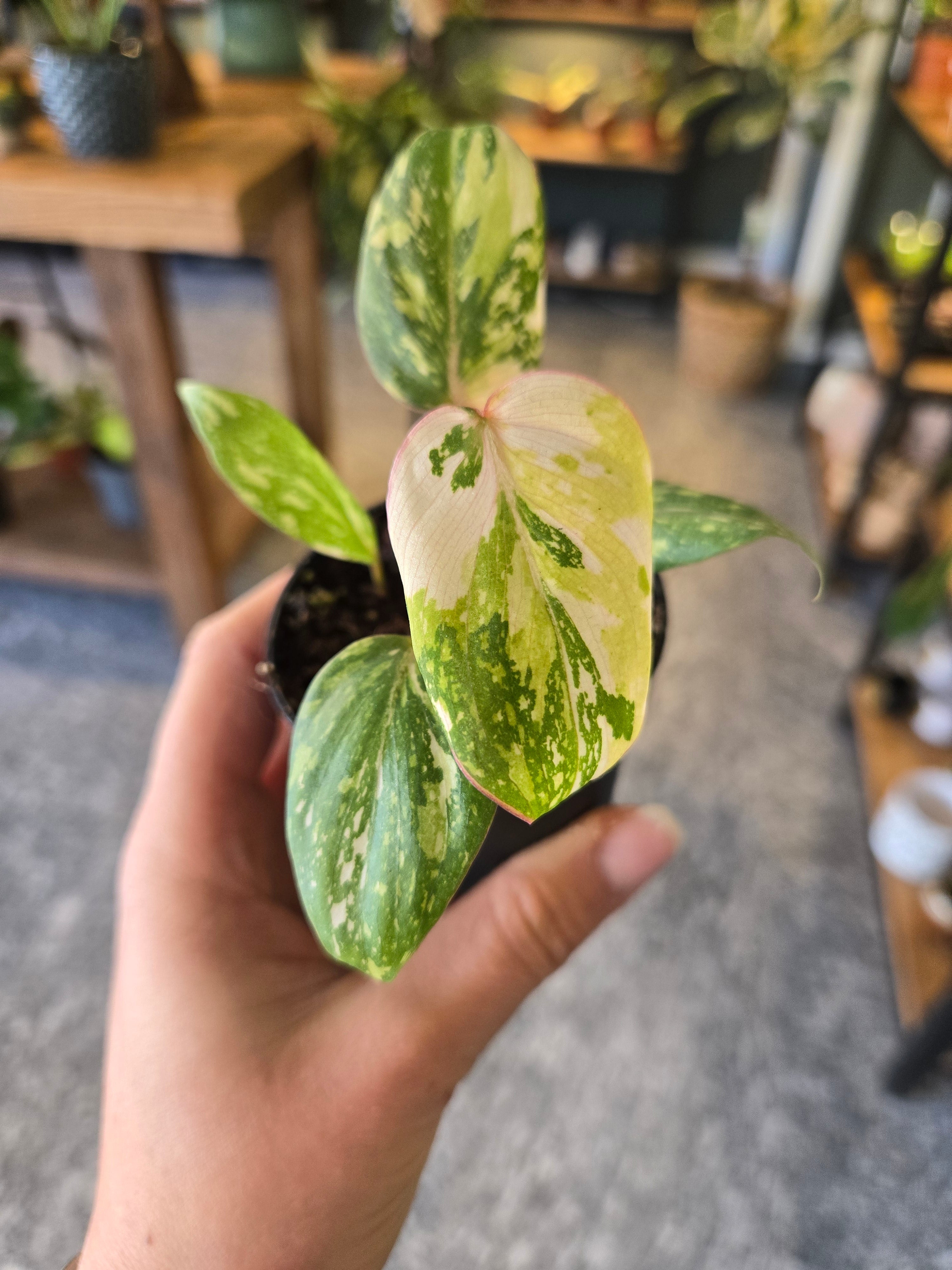 Philodendron Gloriosum Tricolor