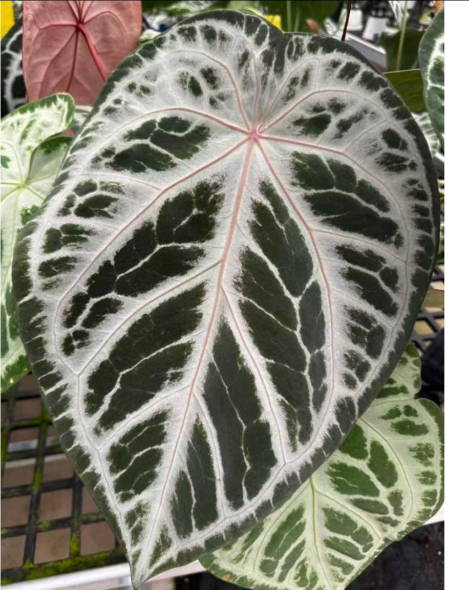 Anthurium SKG x red Crystallium -TC