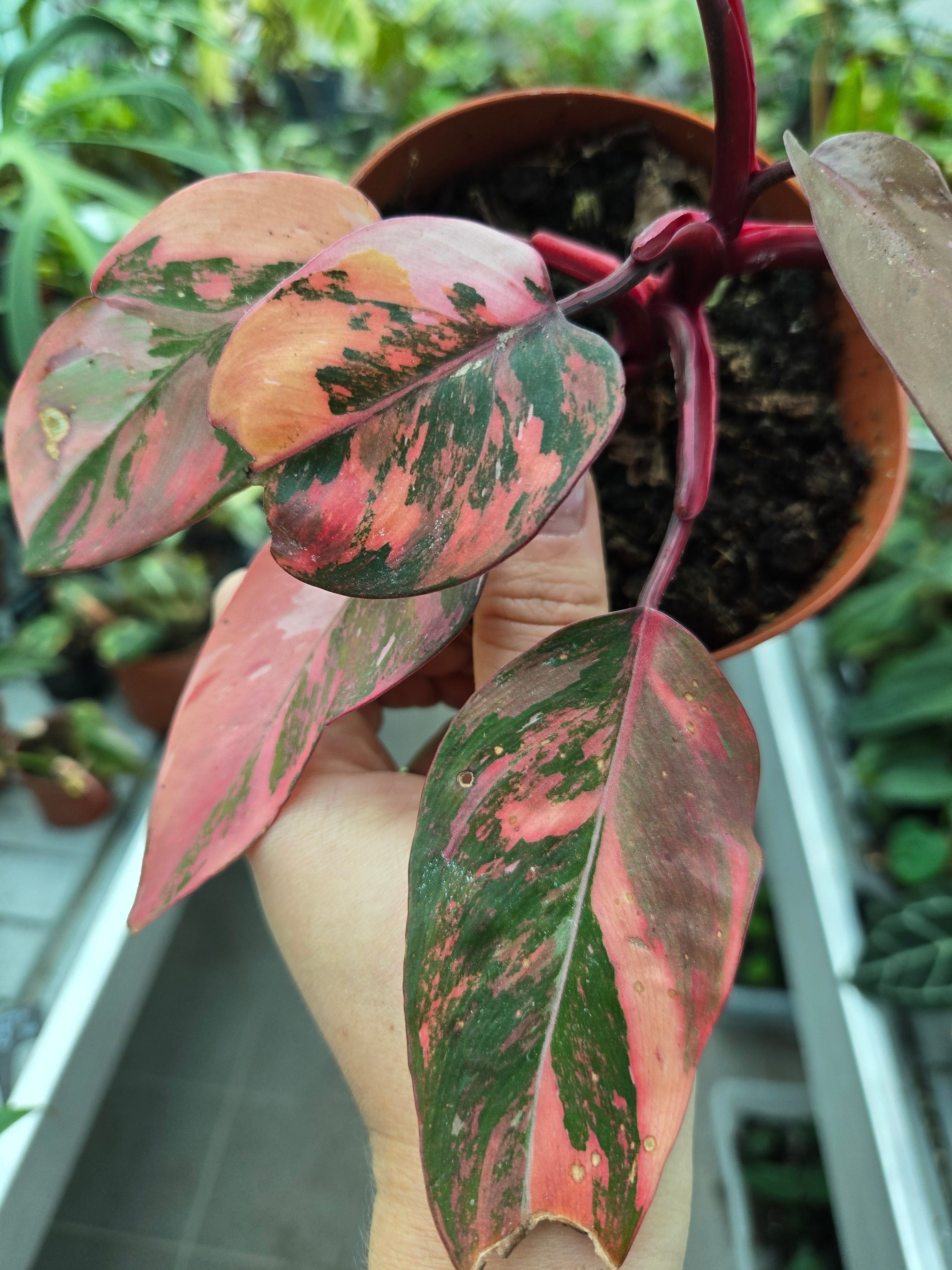 Philodendron Fire Princess