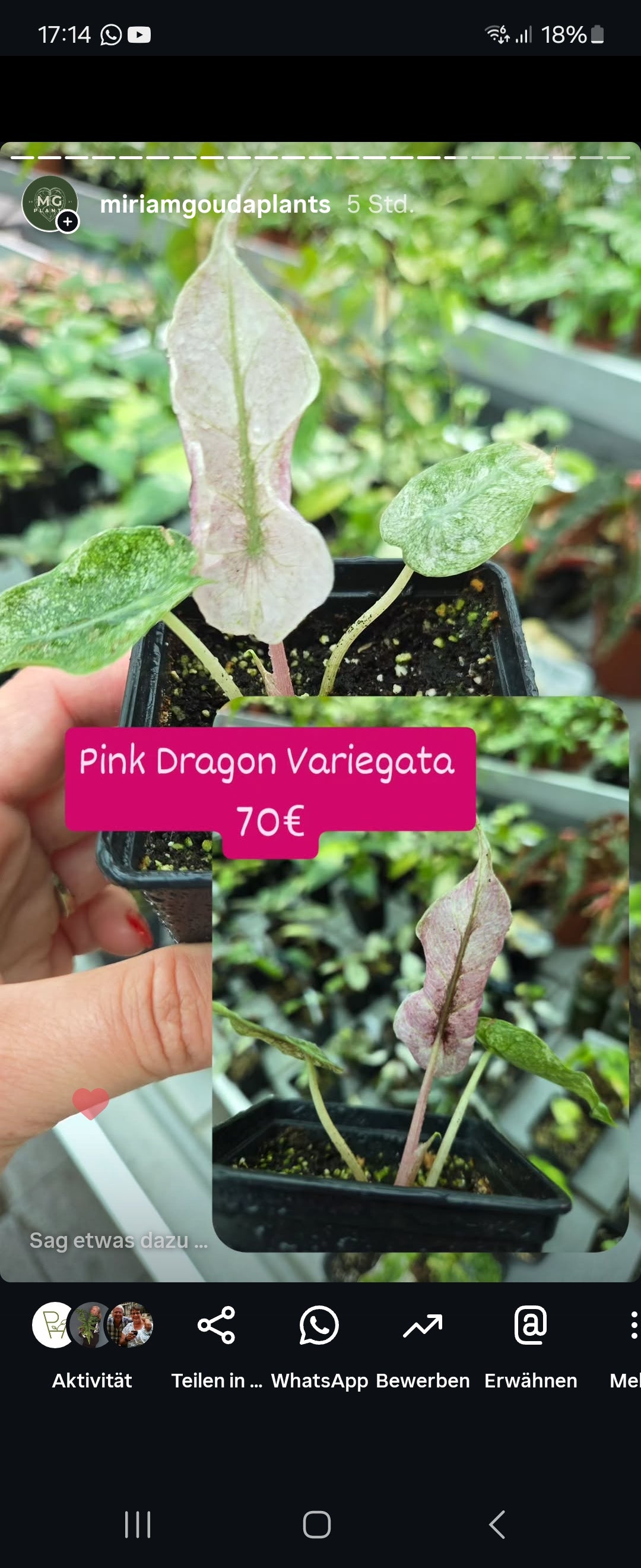 Pink Dragon Variegata