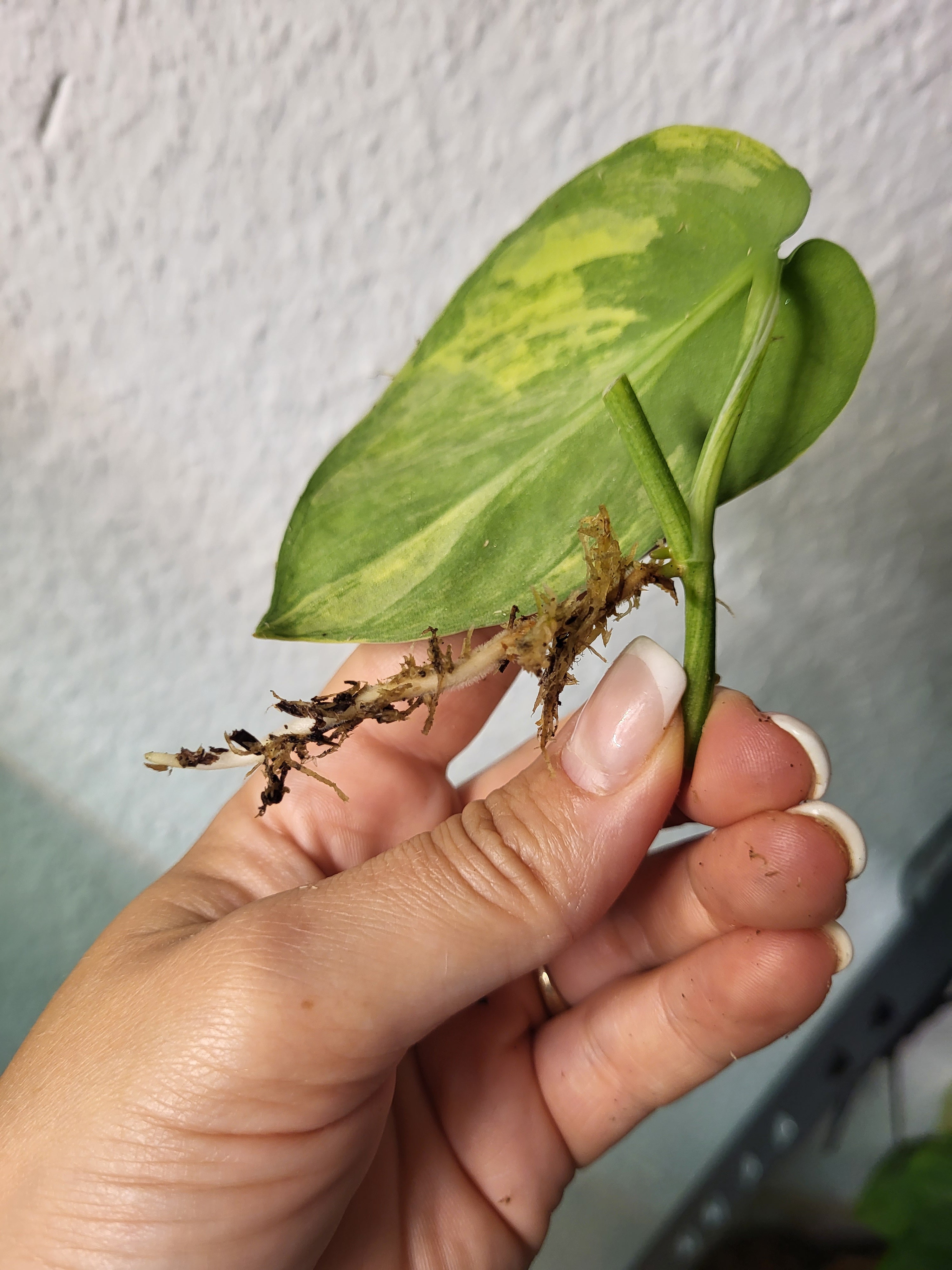 Scindapsus Exotica Mint Cutting