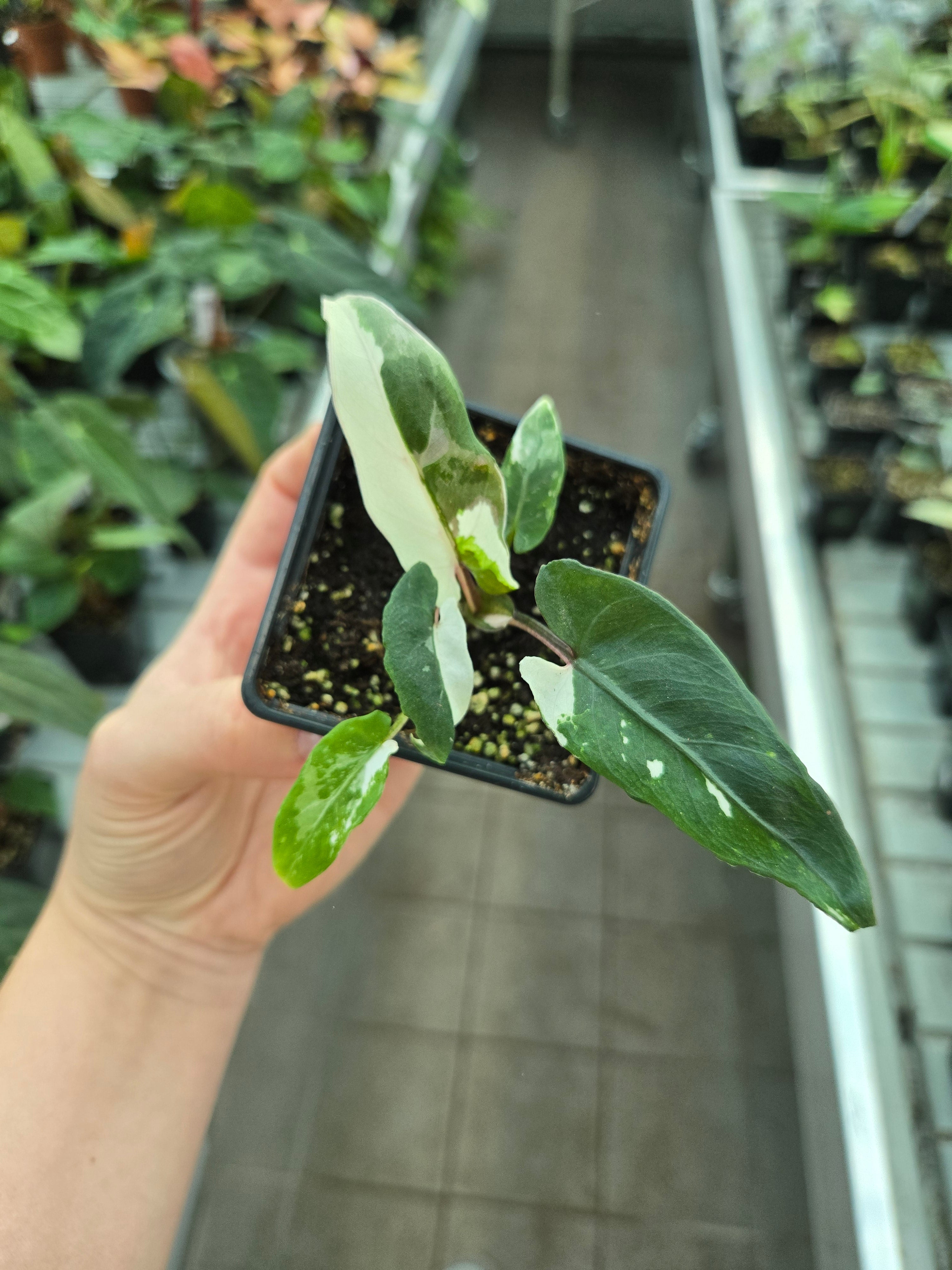 Alocasia Lauterbachiana Albo