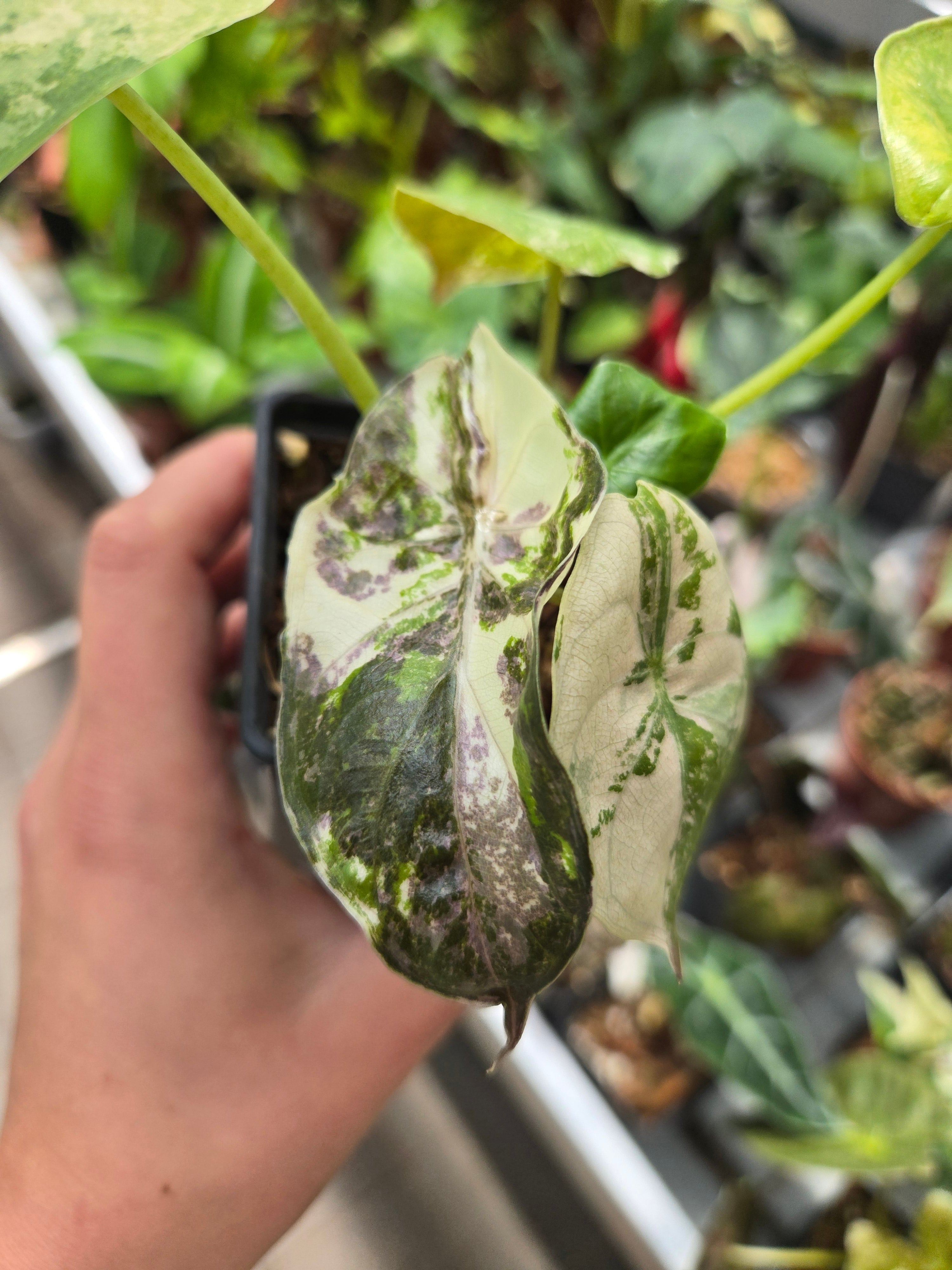 Alocasia Wentii Pink Albo