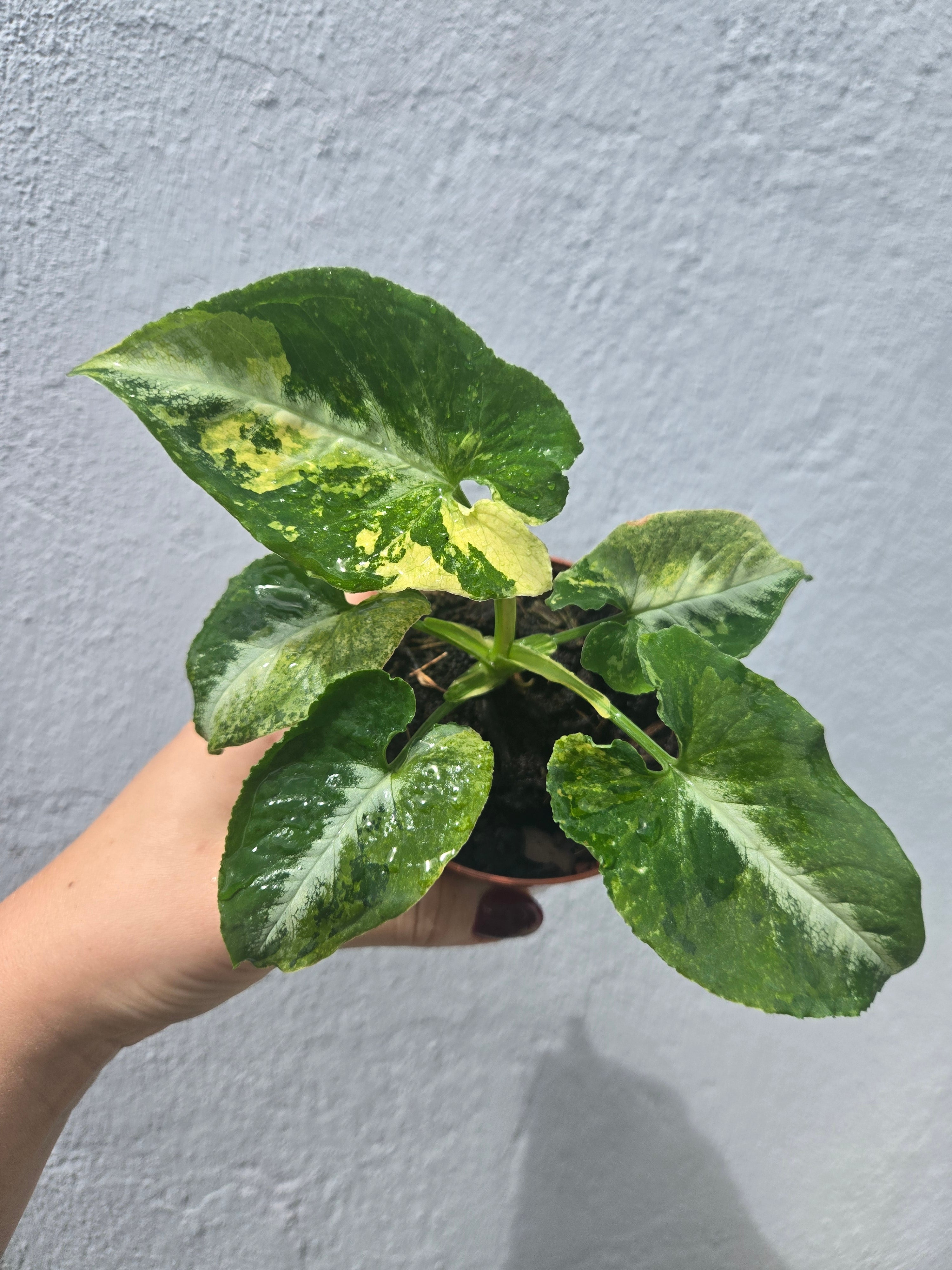 Syngonium Scrample Egg