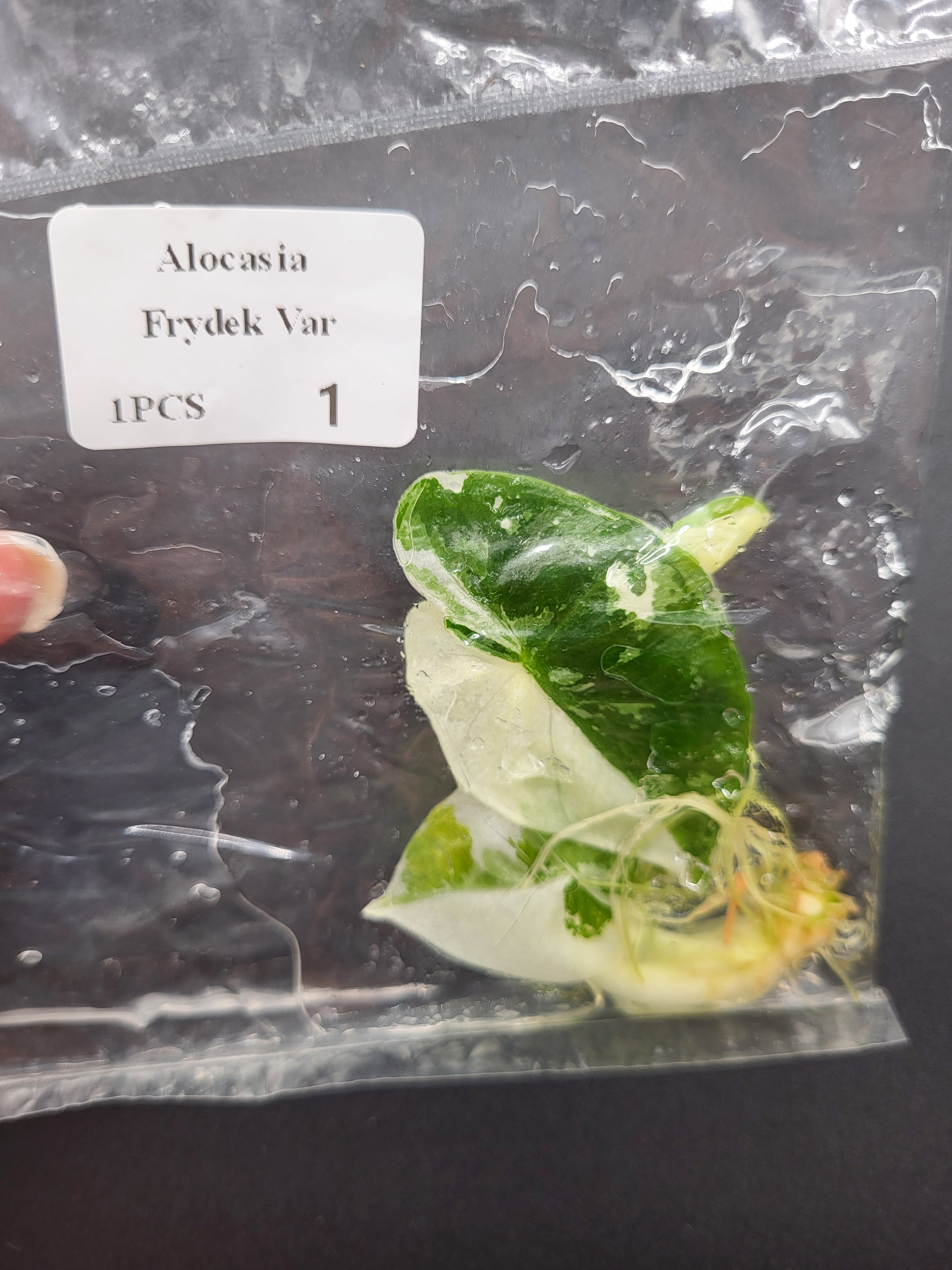 Alocasia Frydek Varigata - Tissue Culture (TC)