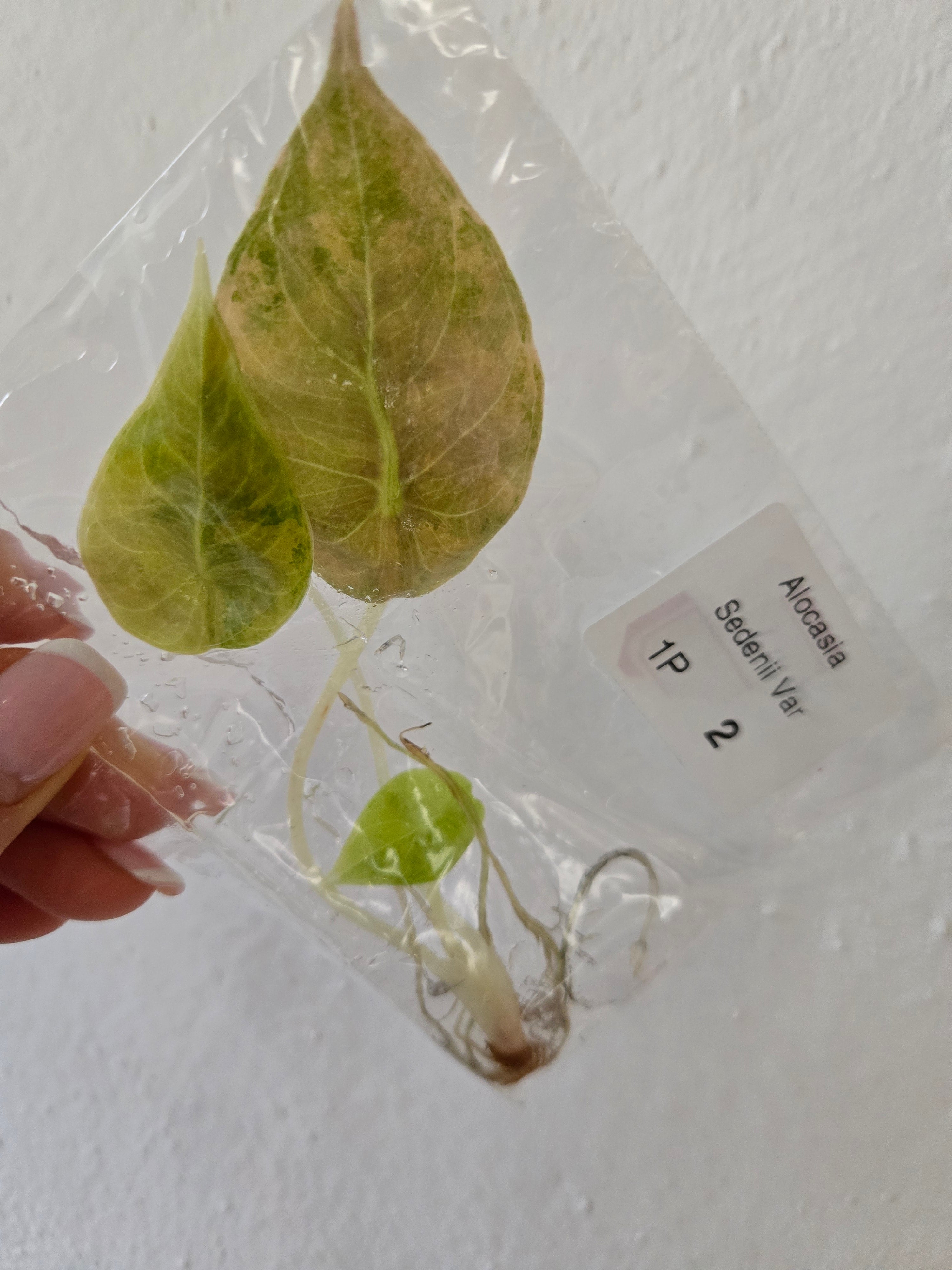 Alocasia Sedenii Aurea Pink - Tissue Culture - TC