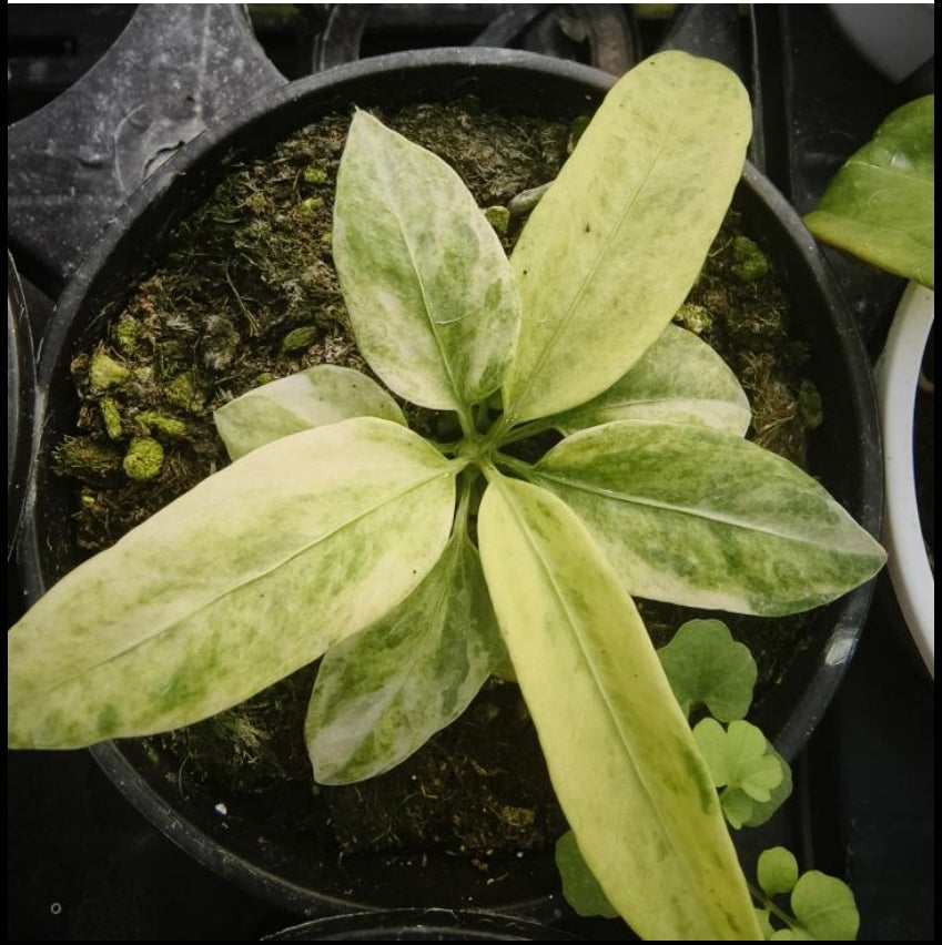 Anthurium Vittariifolium Variegata -TC