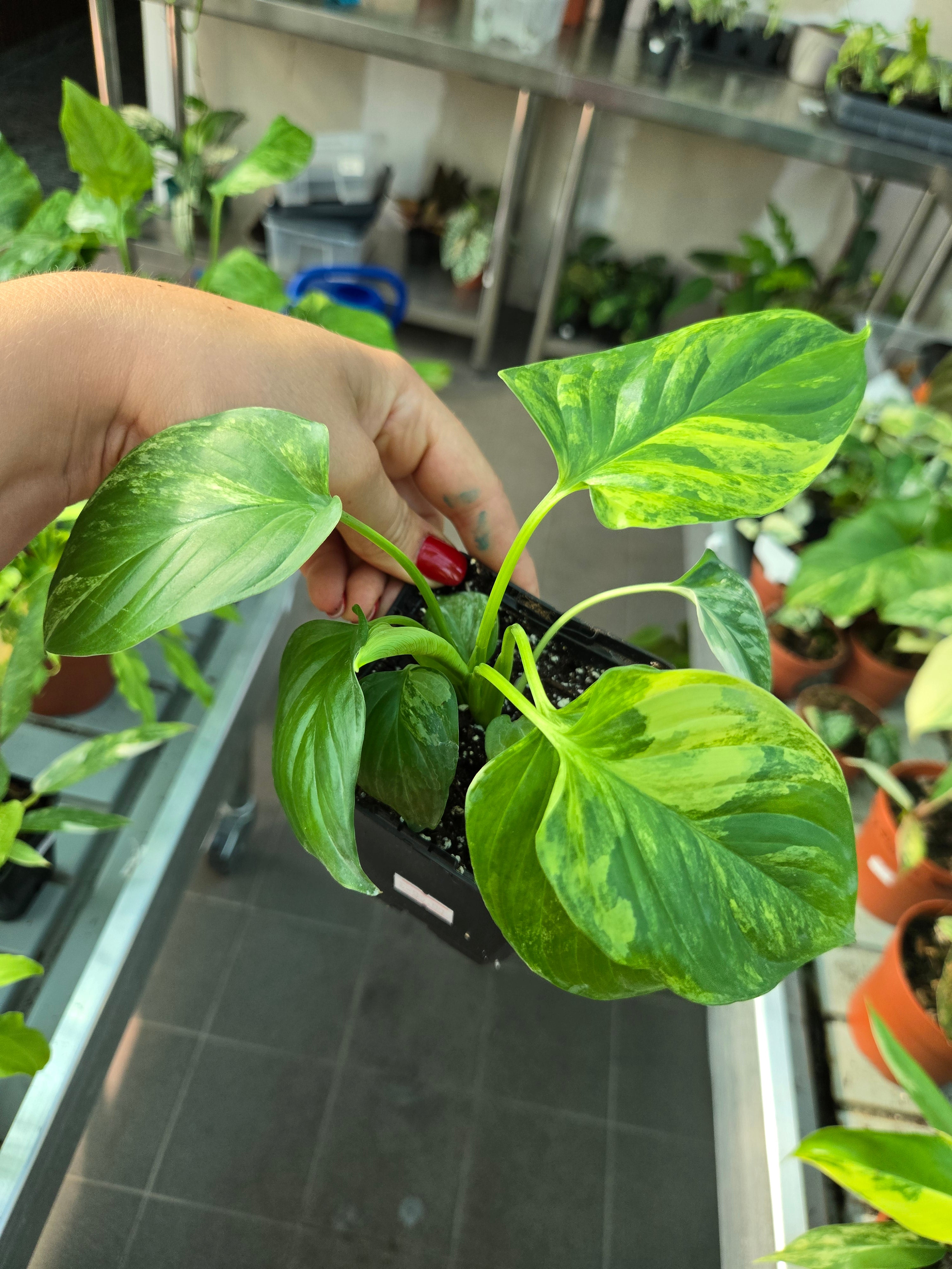 Homalomena Aurea