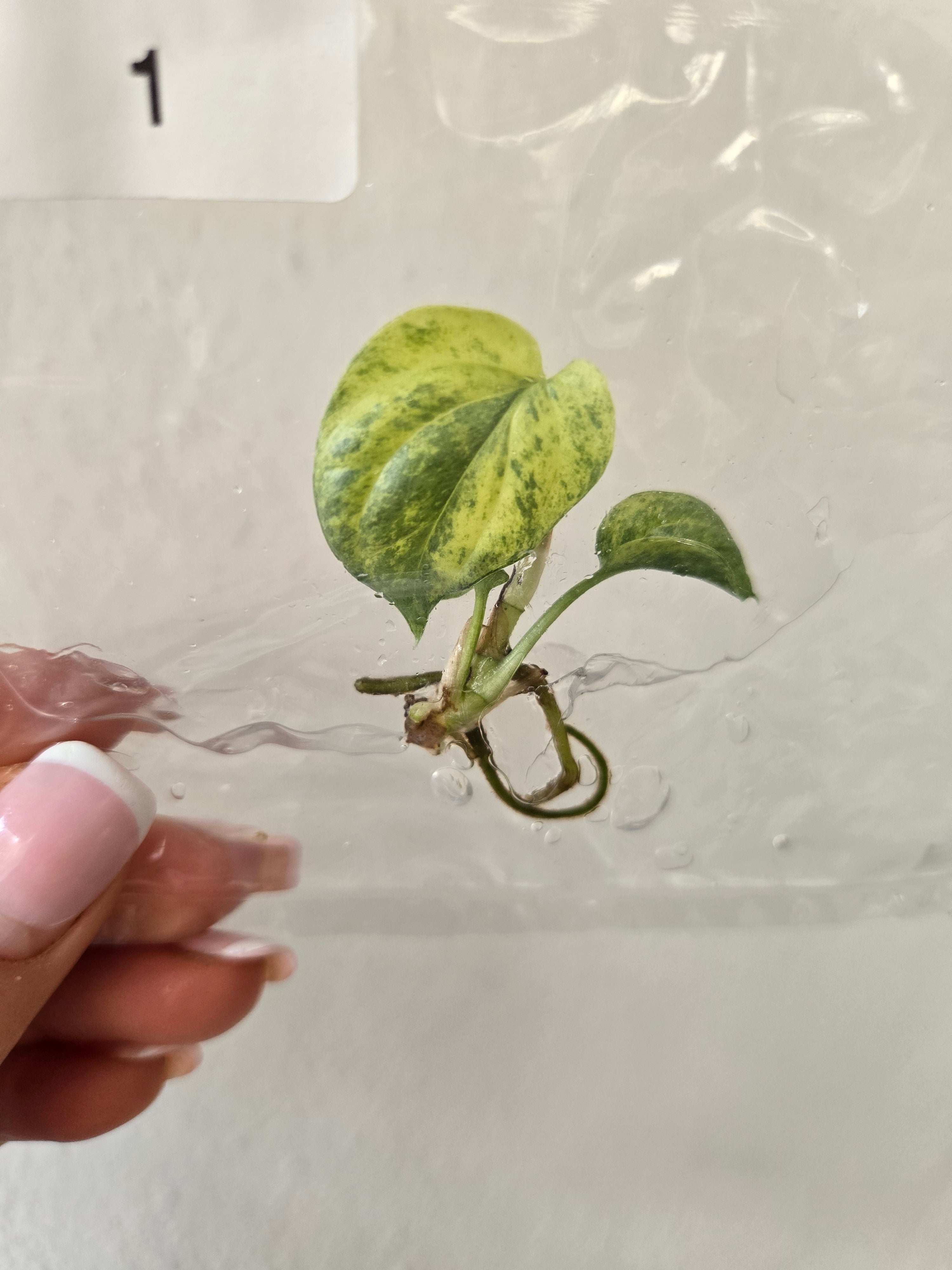 Amedrium Silver Variegata