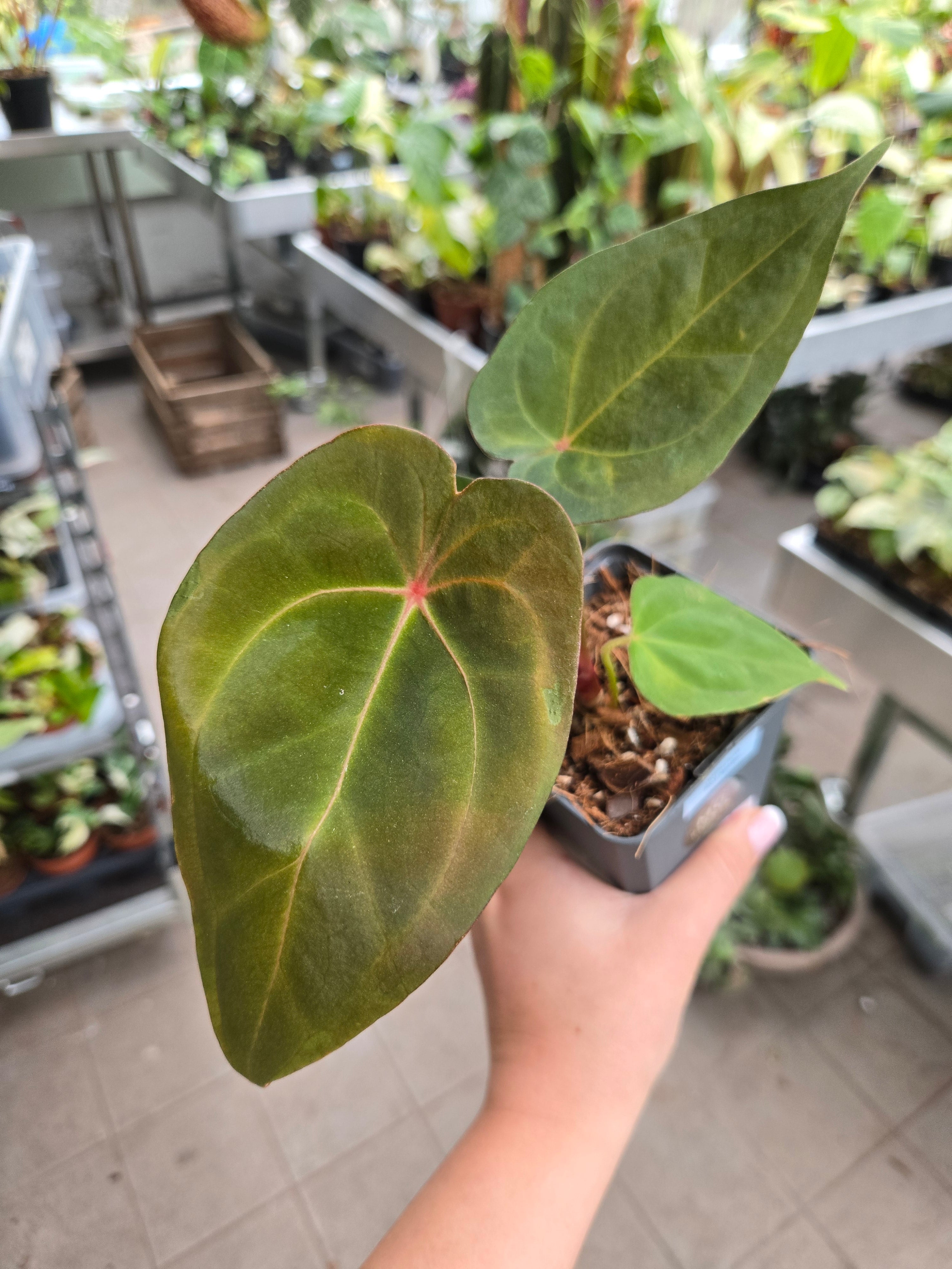Anthurium Red Spider