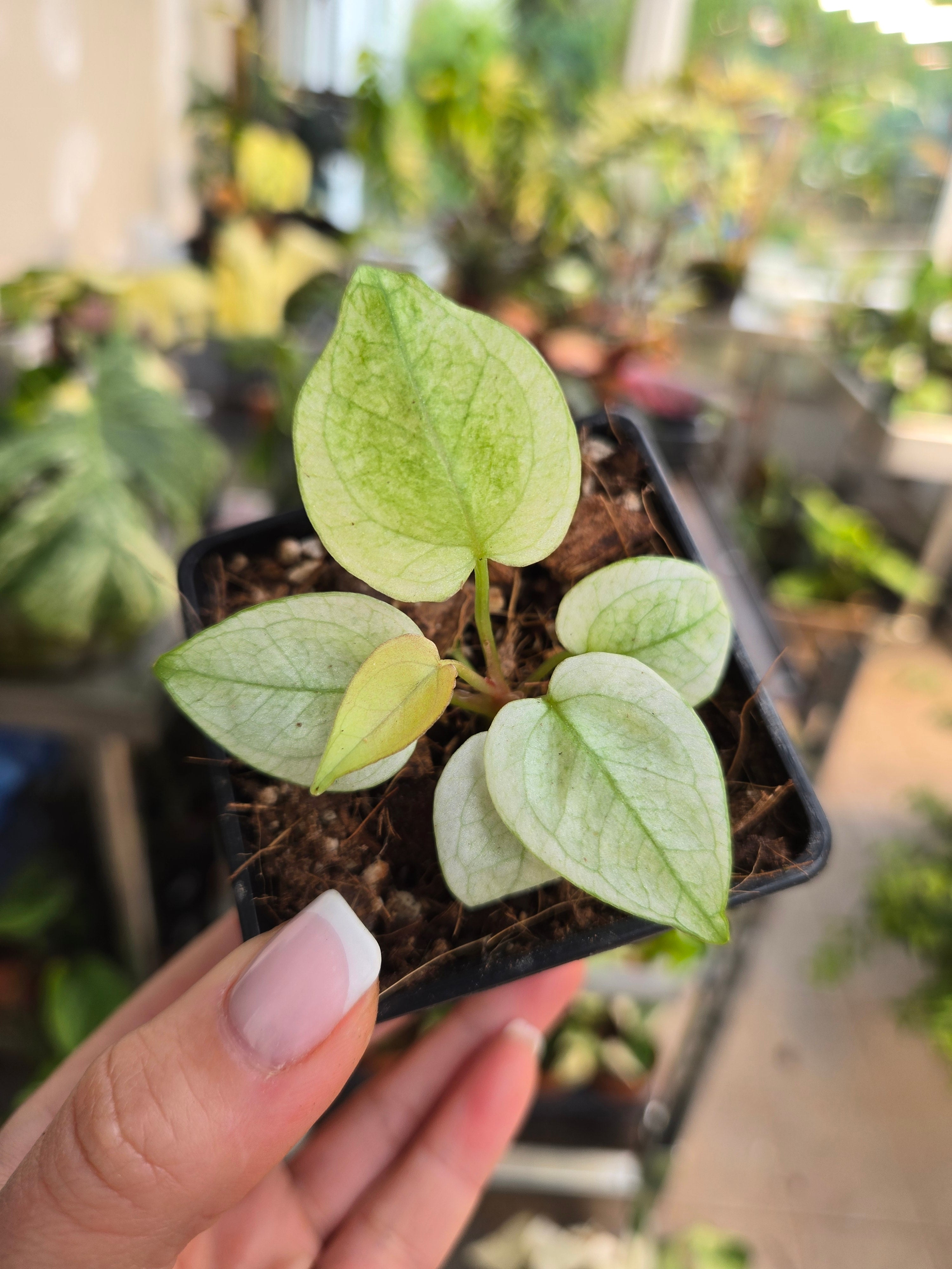 Anthurium Papillilamnum Mint aus Seed